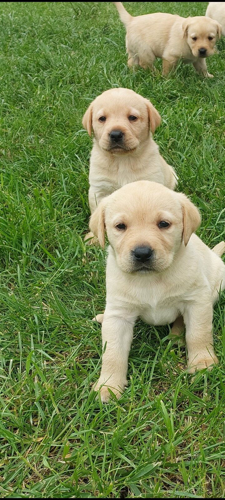 Szczeniaki Labrador