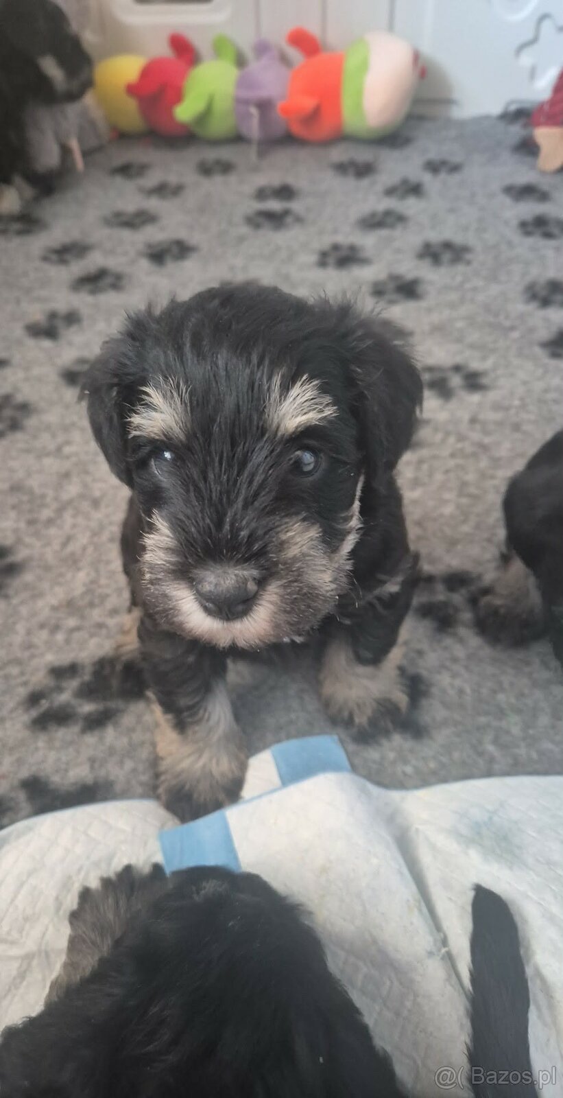 Sznaucer miniaturowy