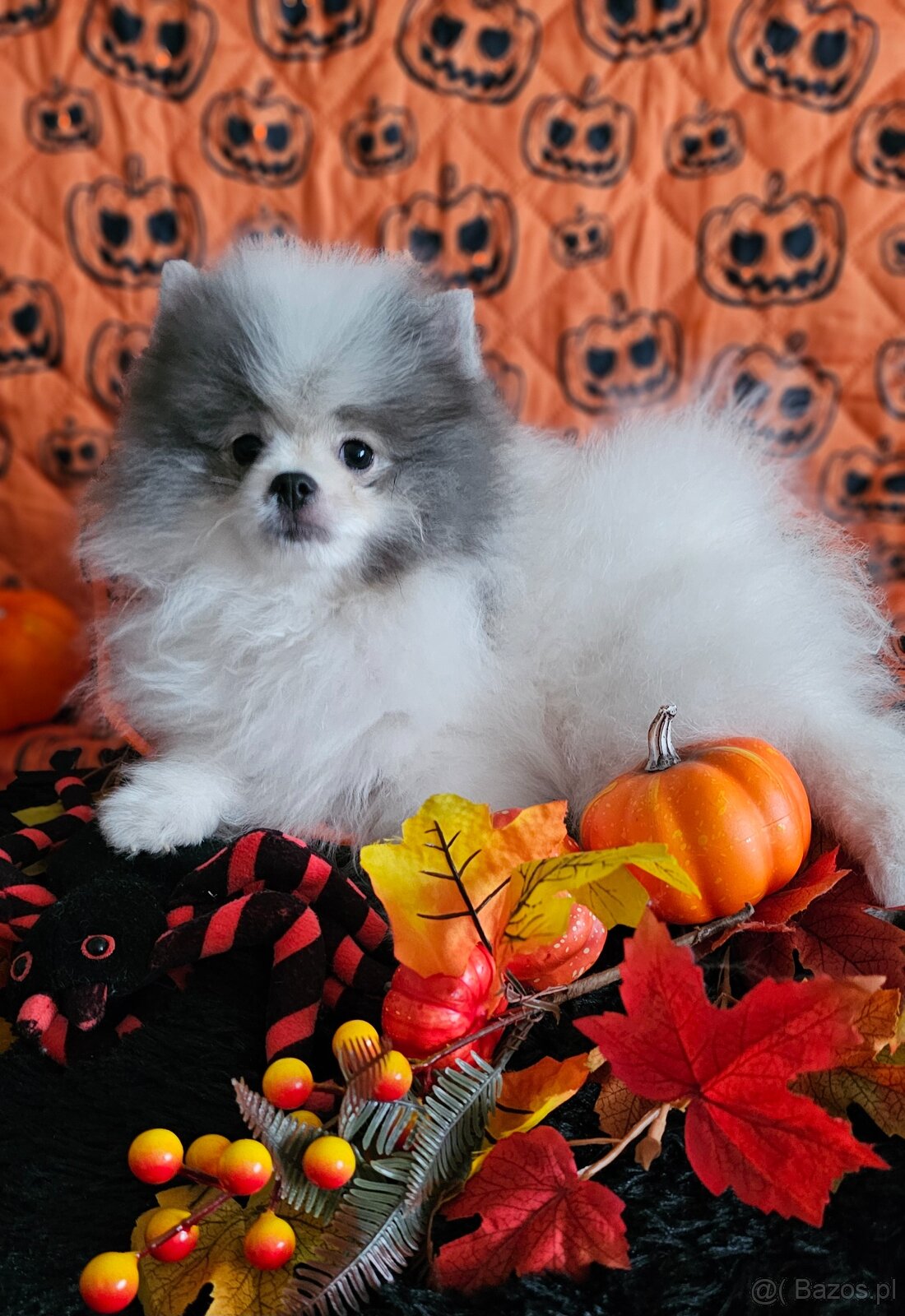 Szpic Miniaturowy/Pomeranian dla Konsenera Blue&white