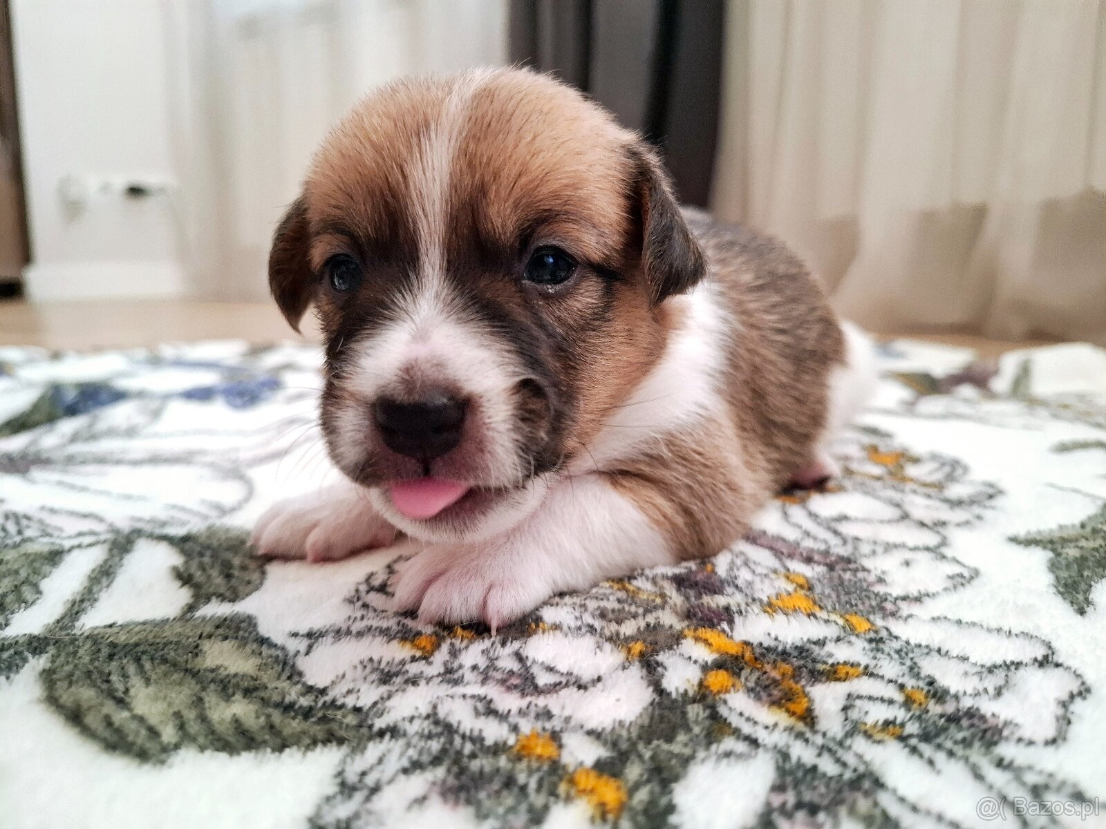 Ceylon Jack Russell Terrier FCI