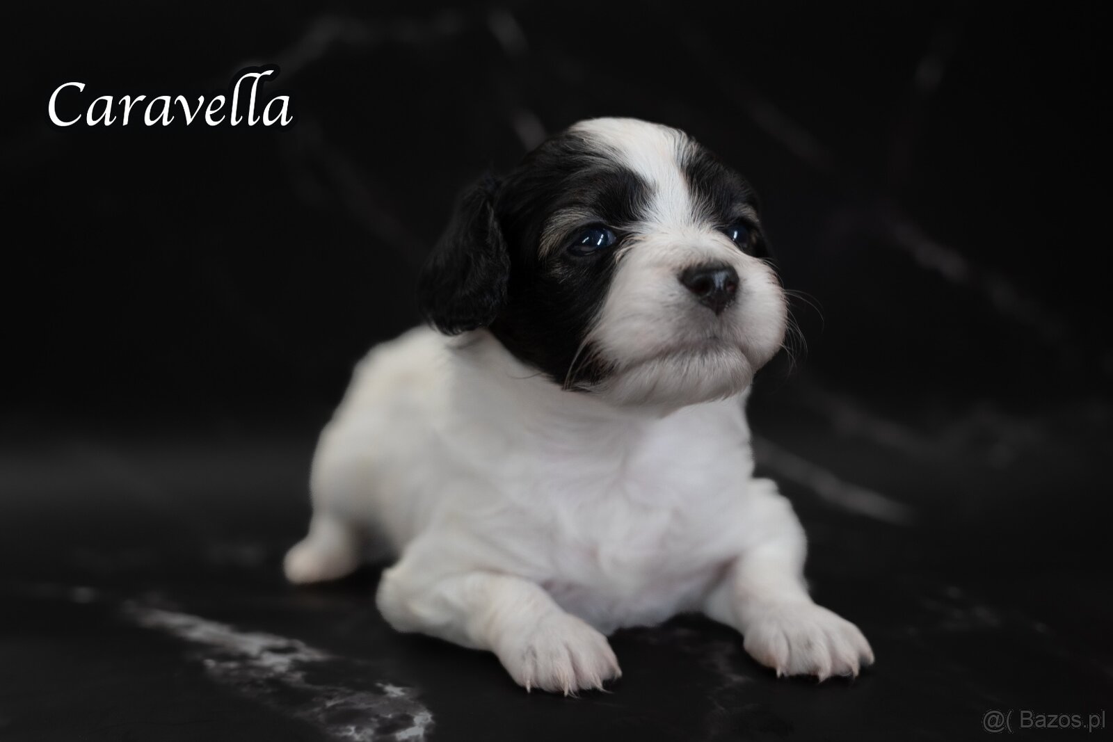 Spaniel kontynentalny miniaturowy – odmiana Phalène z rodowo