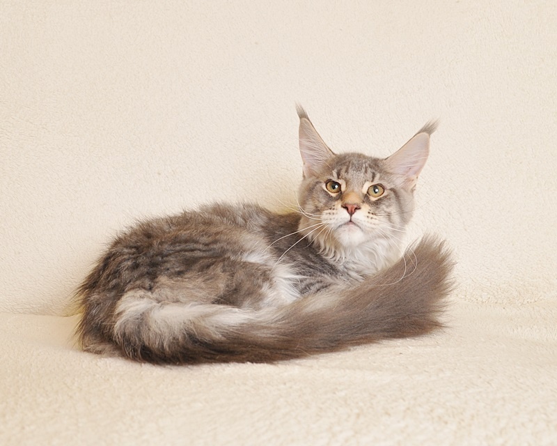 Śliczny kocurek Maine Coon PZF/WCF - LEGALNA HODOWLA