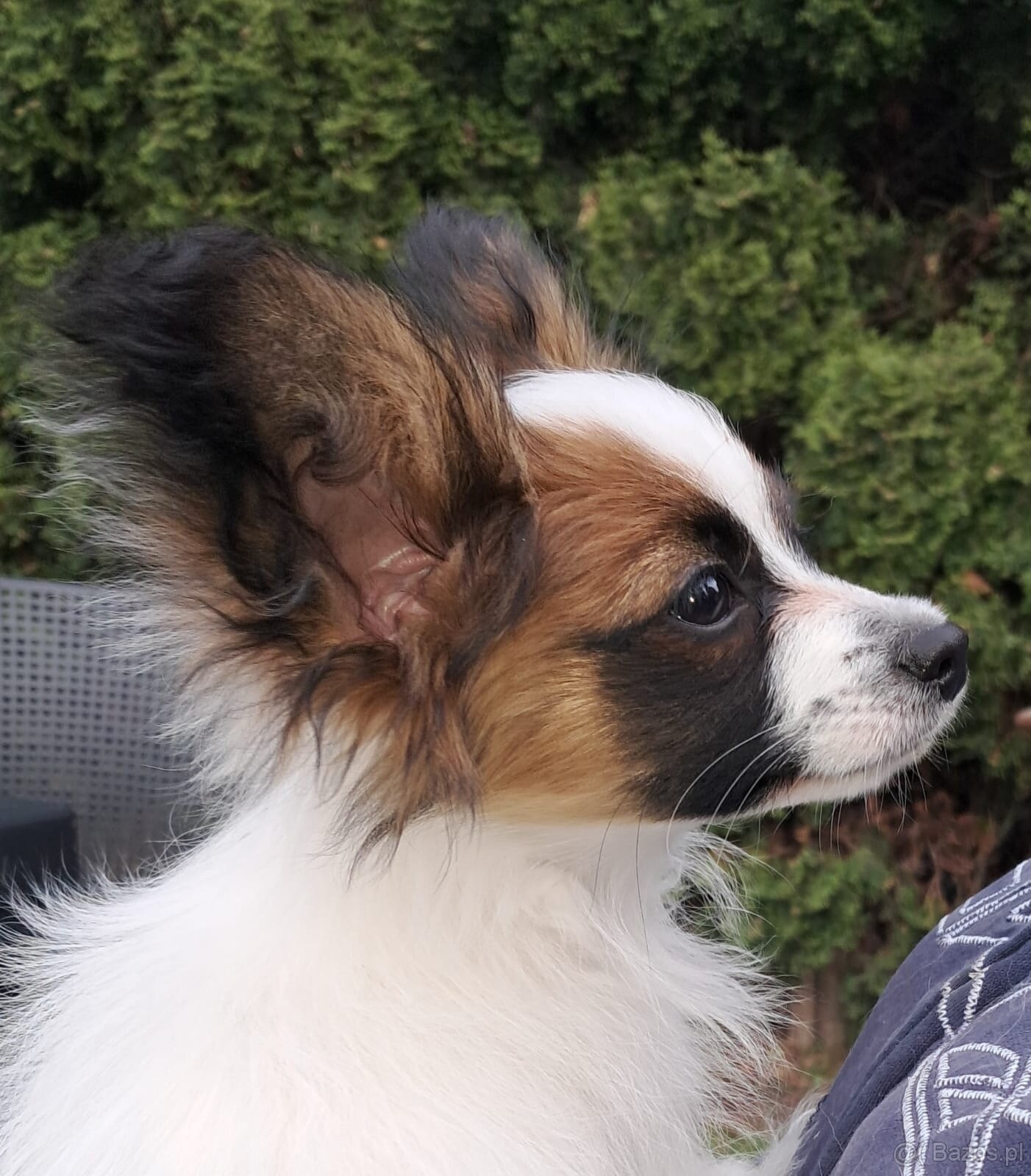 Spaniel kontynentalny FCI