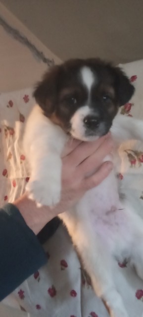 Oddam szczeniaki mieszance