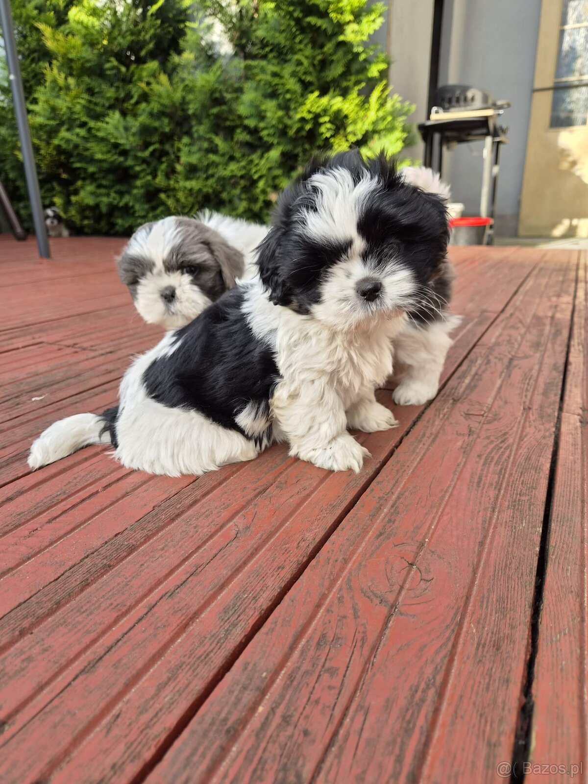 Domowe Czarusie pieski Shih-Tzu