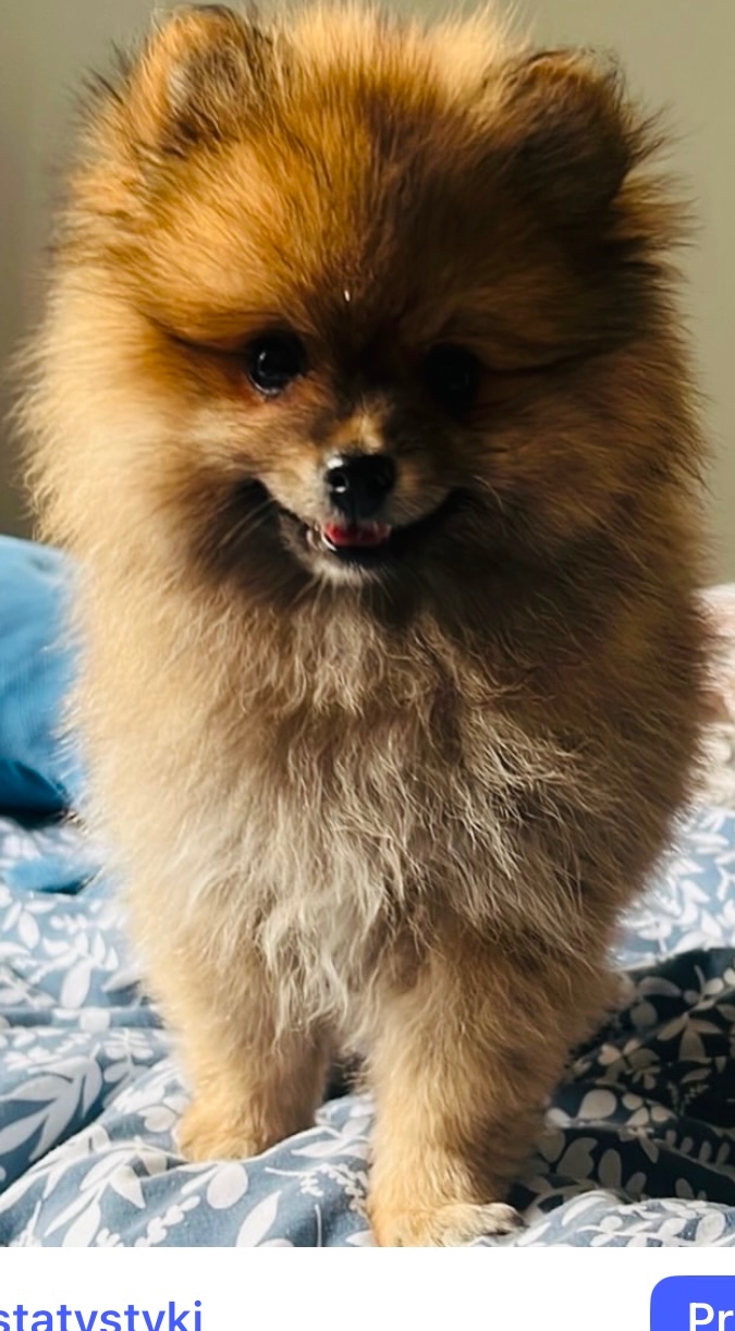 Szpic miniaturowy pomeranian piękny
