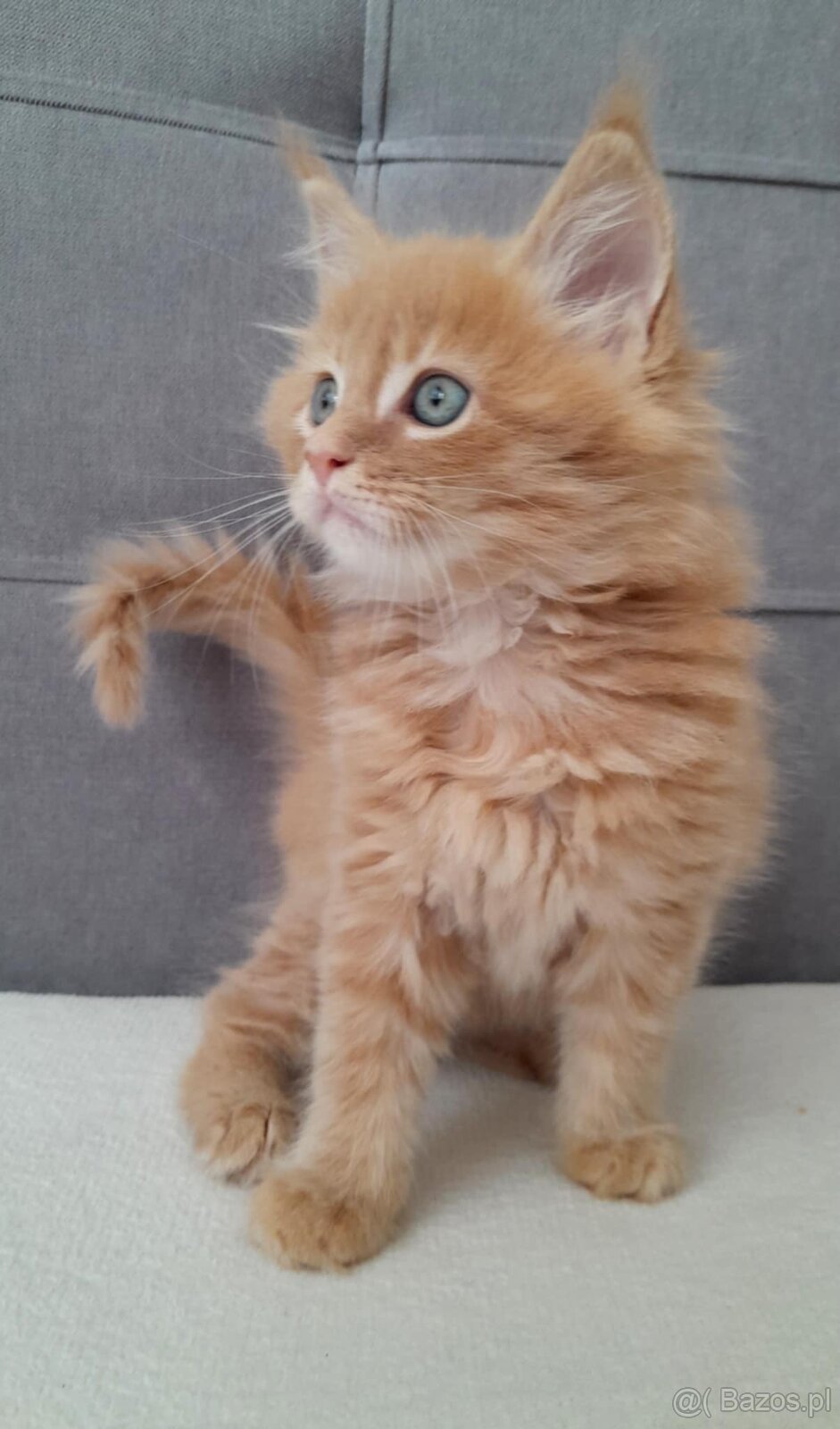Maine coon