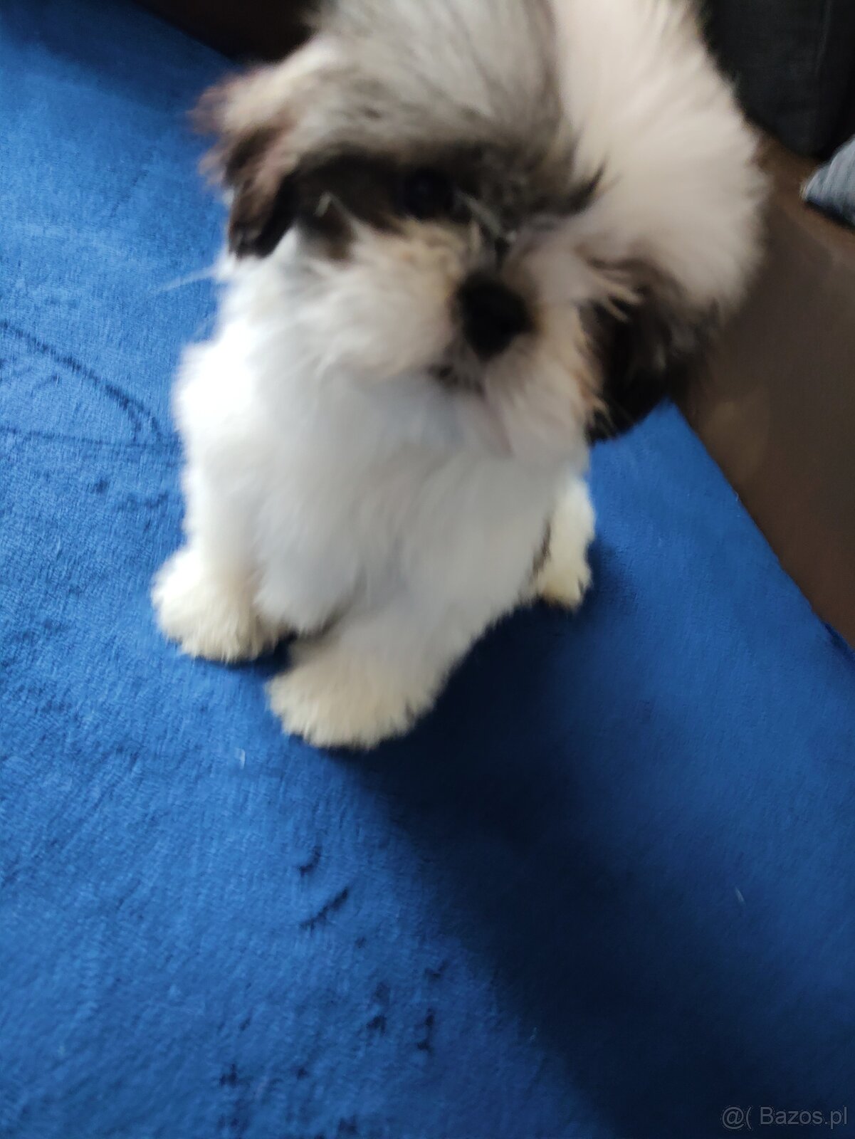 Suczka Shih-tzu