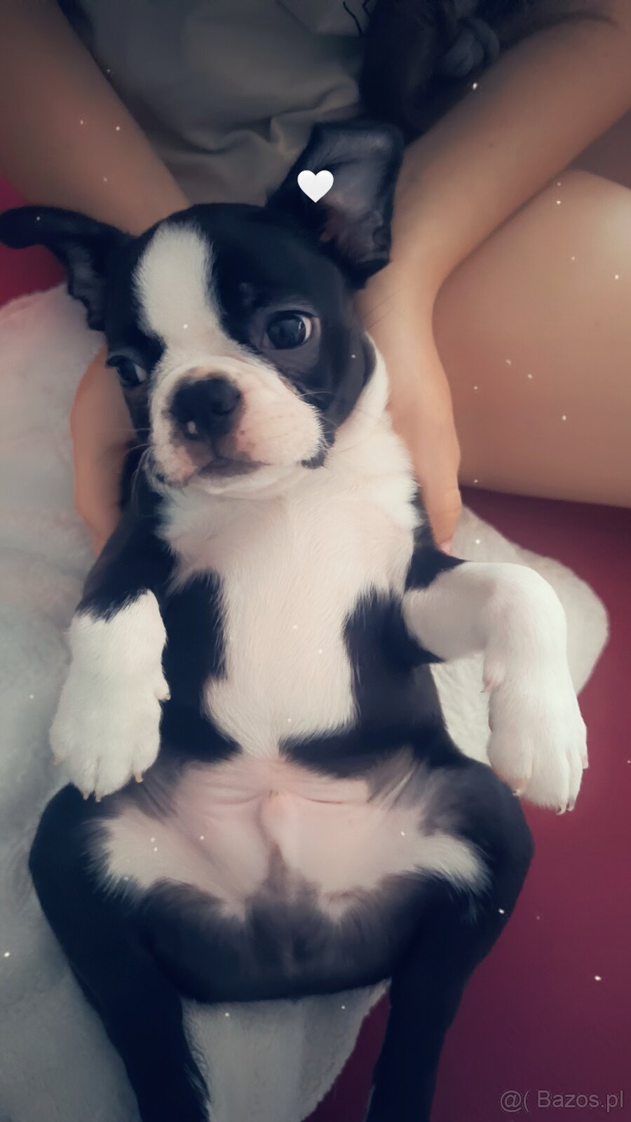 Boston terrier matka FCI