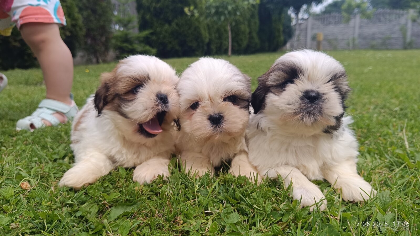 Szczeniaki Shih Tzu