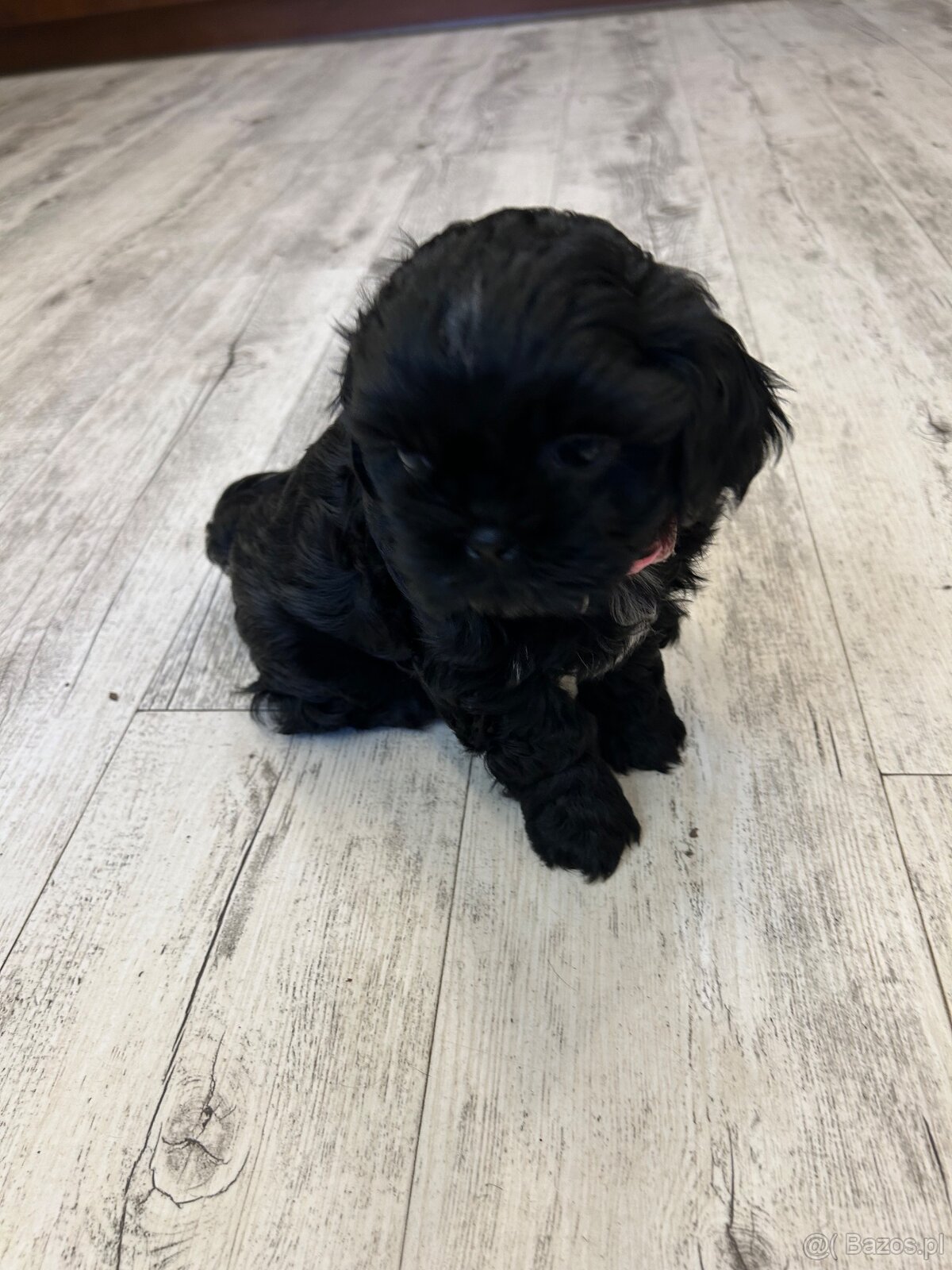 Shihtzu
