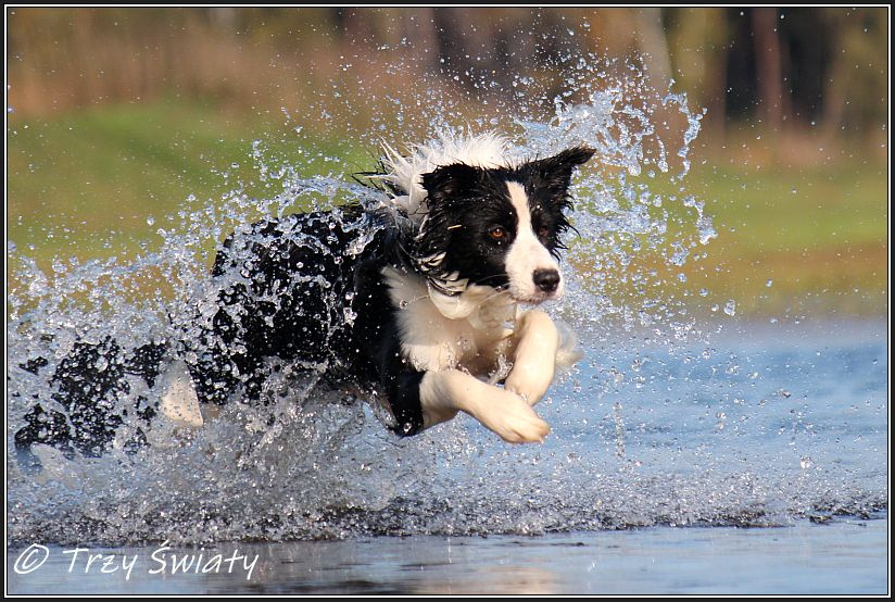 szczeniaki Border Collie psy suczki rodowód ZKwP FCI