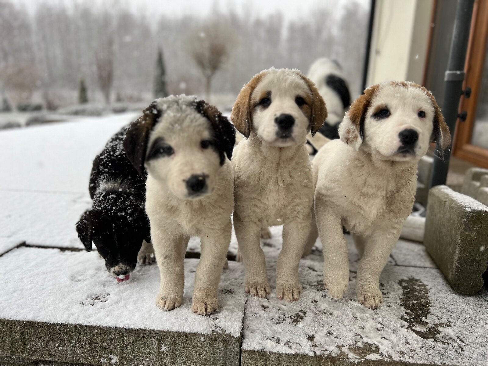 Szczeniaki owczarka środkowoazjatyckiego.