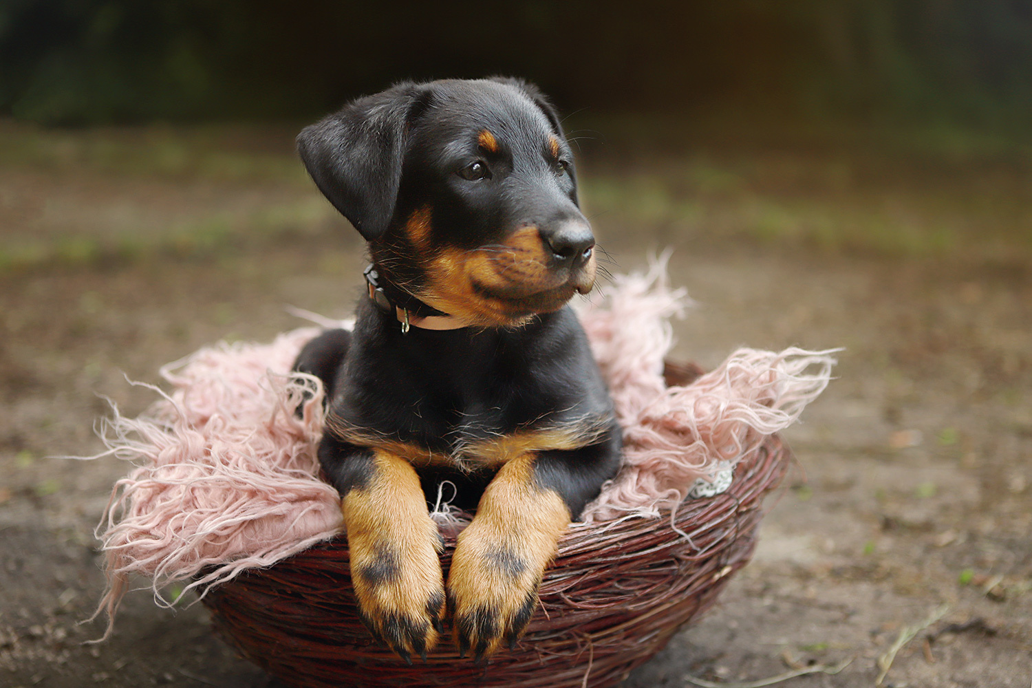 Beauceron samica z rodowodem