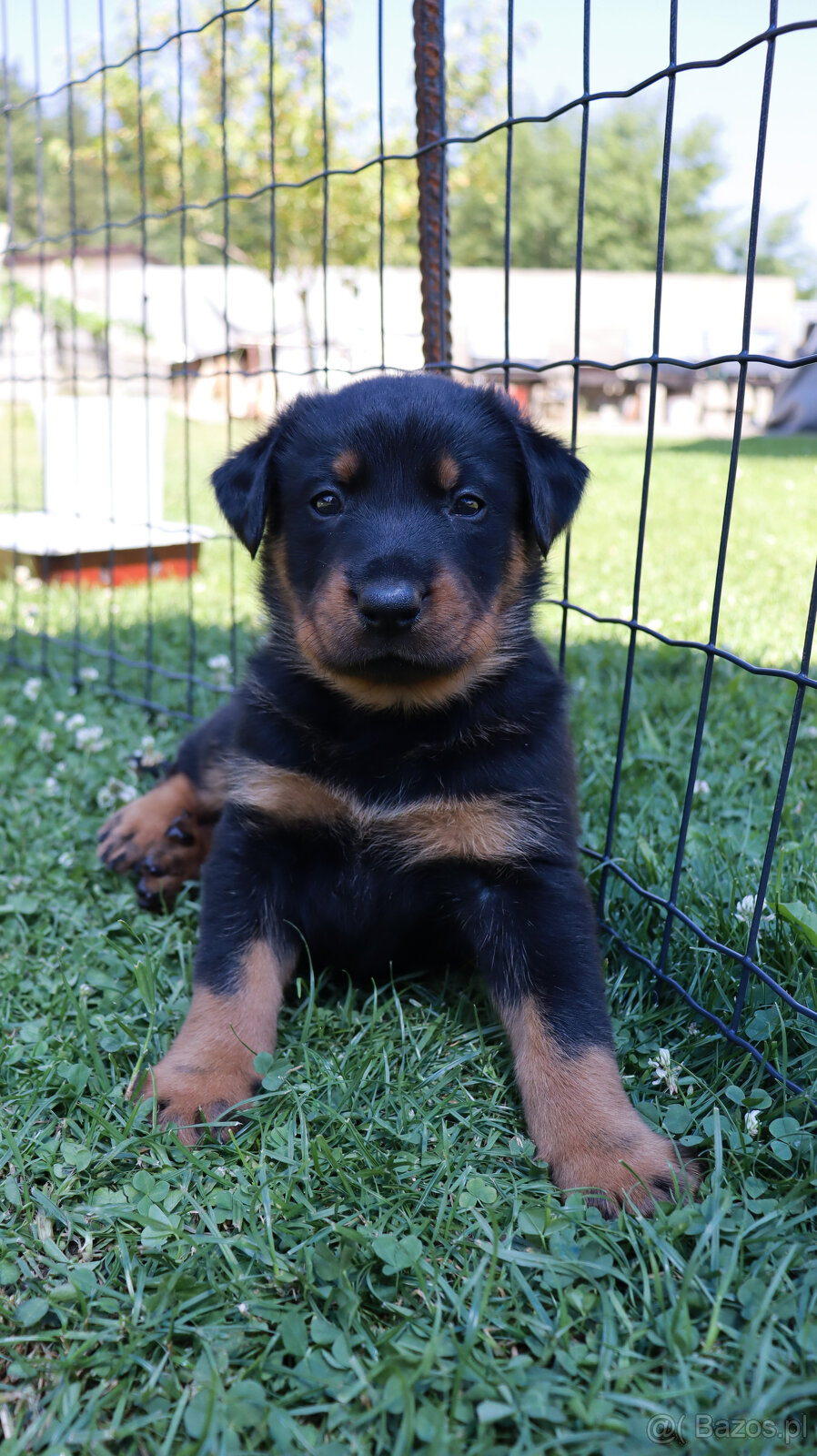 Beauceron Szczenięta z rodowodem