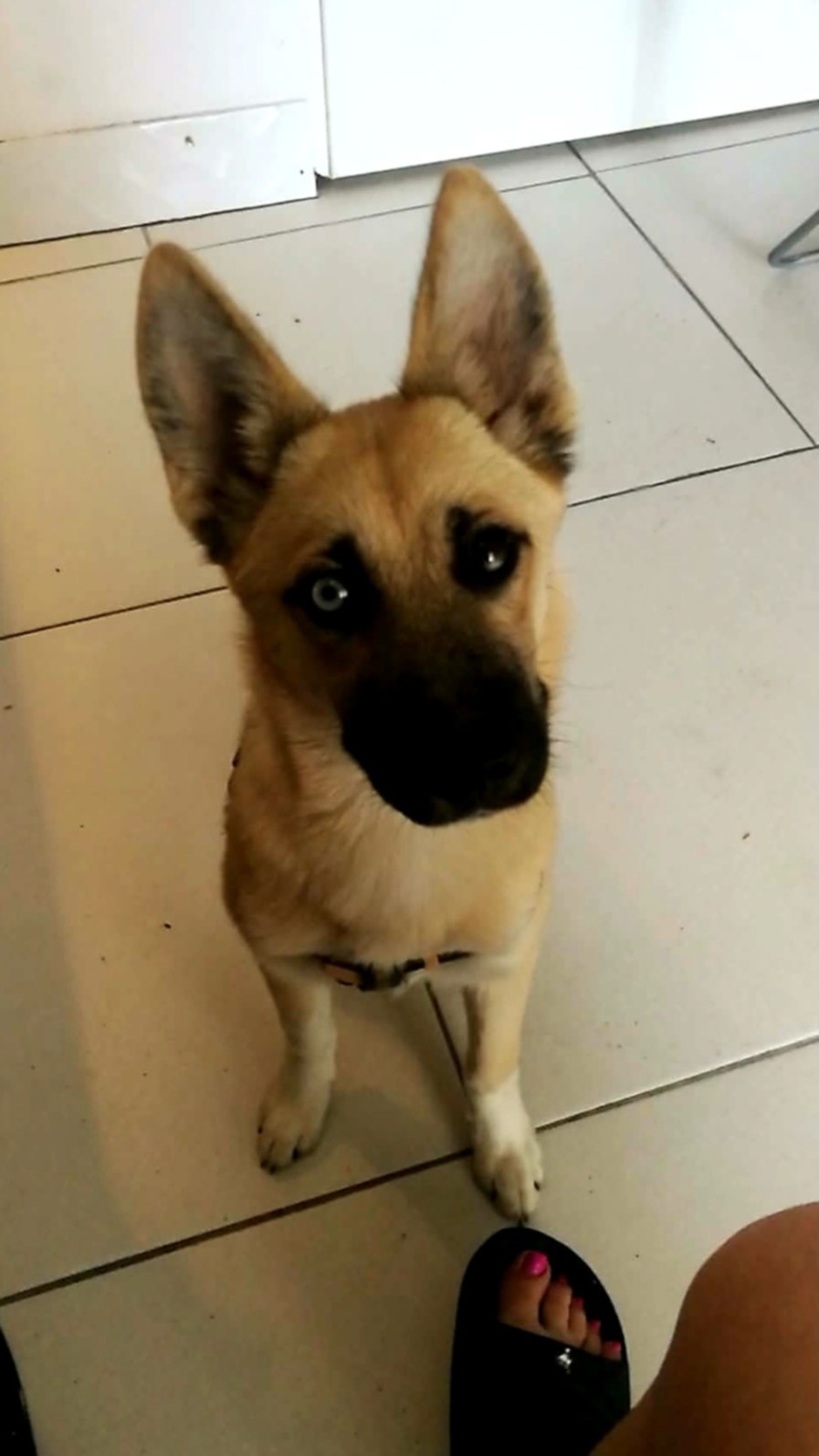 Sprzedam suczkę krzyzowka husky i owczarka belgijskiego mala