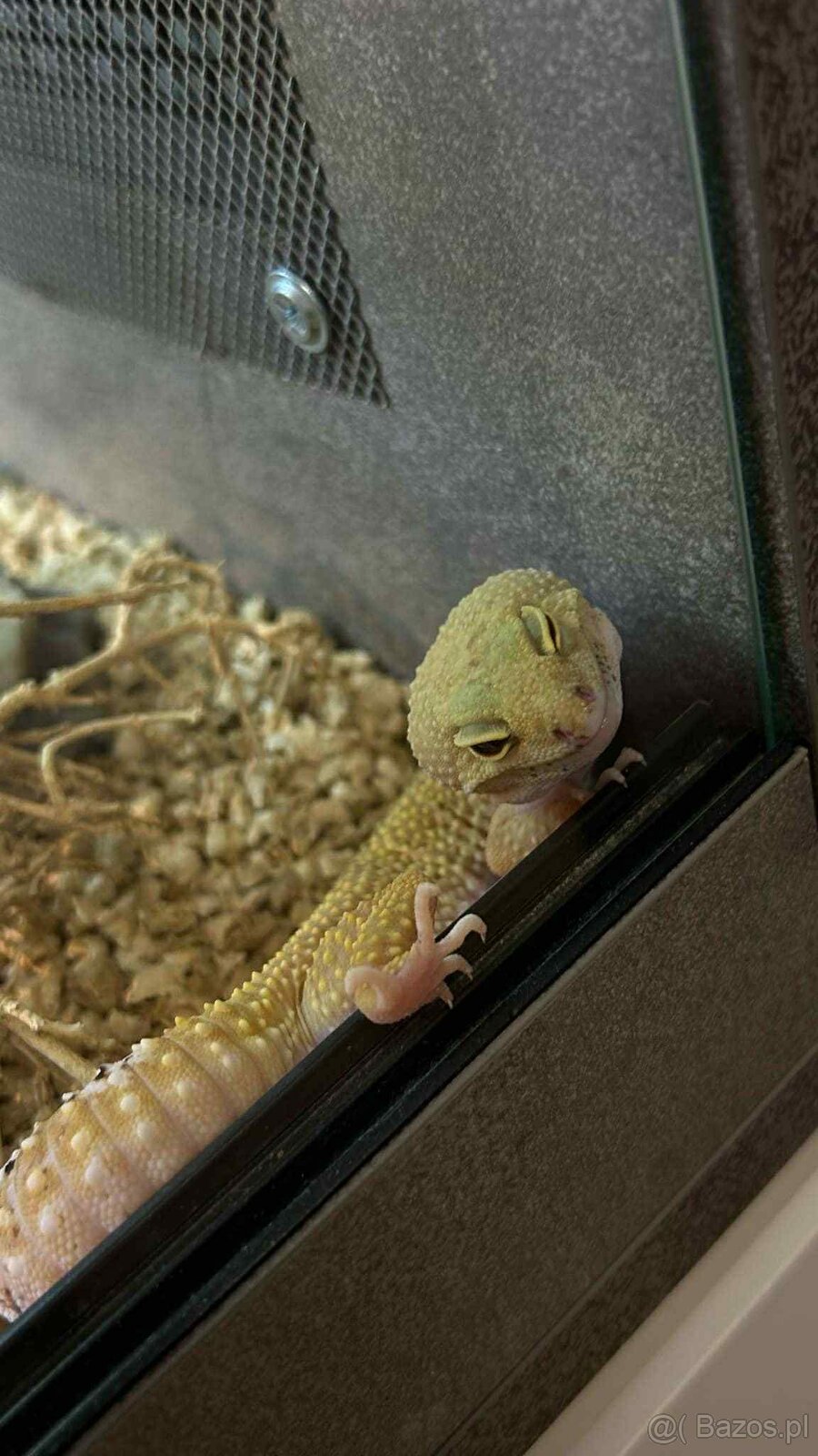 Dwa gekony wraz z terrarium