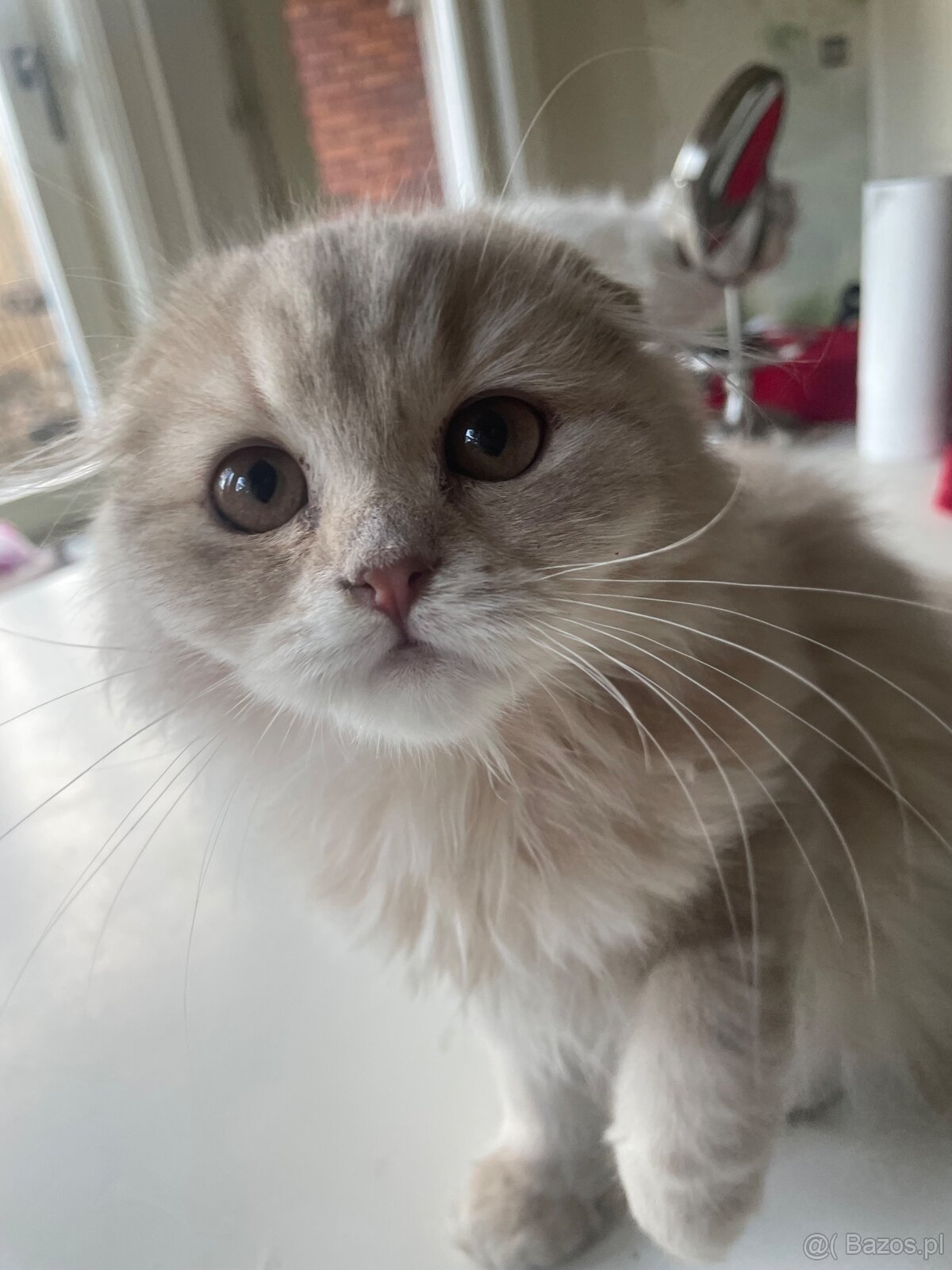 Szkocka prostoucha - Firenze