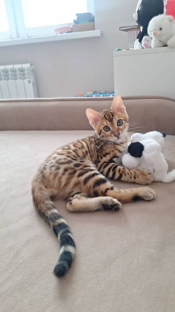 Kocięta bengalskie na sprzedaż