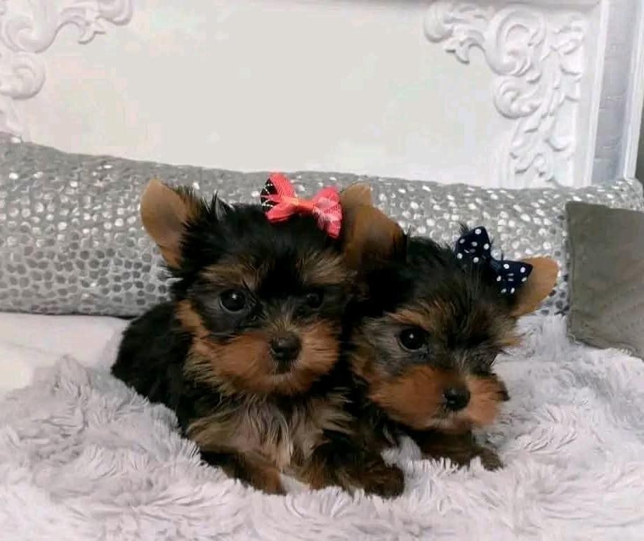 Szczenięta rasy yorkshire terrier do adopcji.