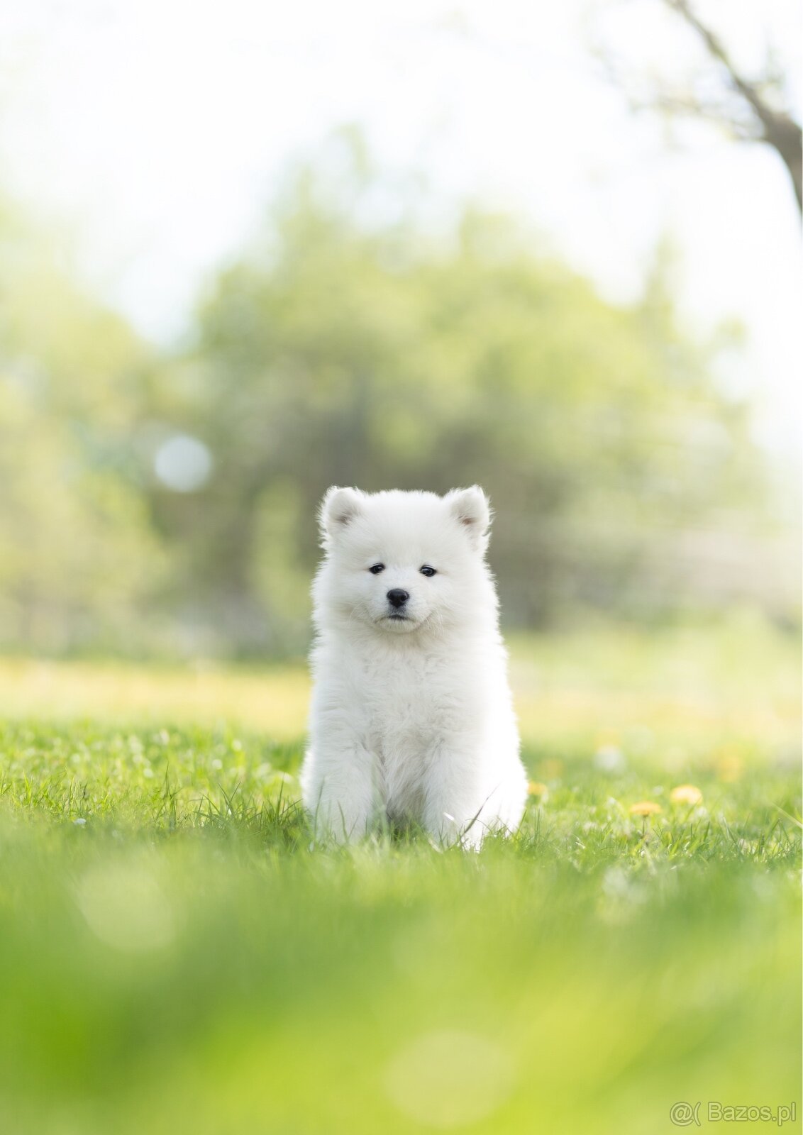 Samojed z FCI/PP – urodzone szczenięta z wyjątkowego skojarz