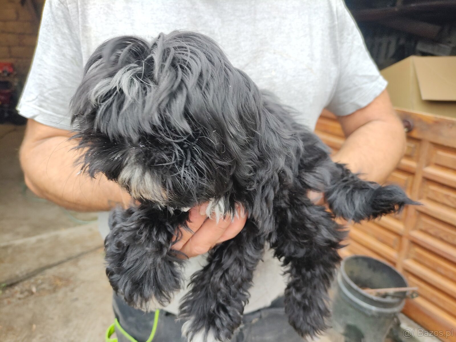 Suczka Shih-tzu
