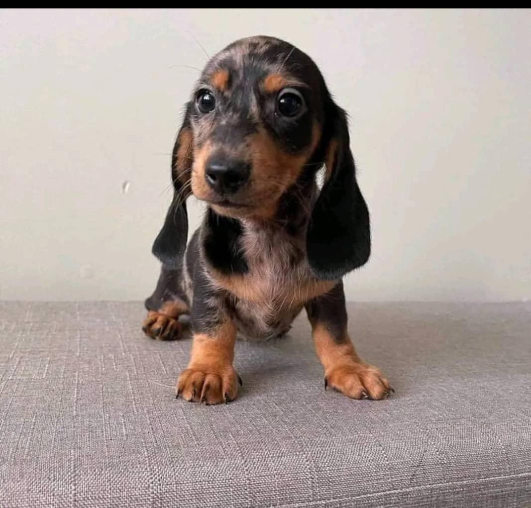 Szczenięta rasy jamnik do adopcji.
