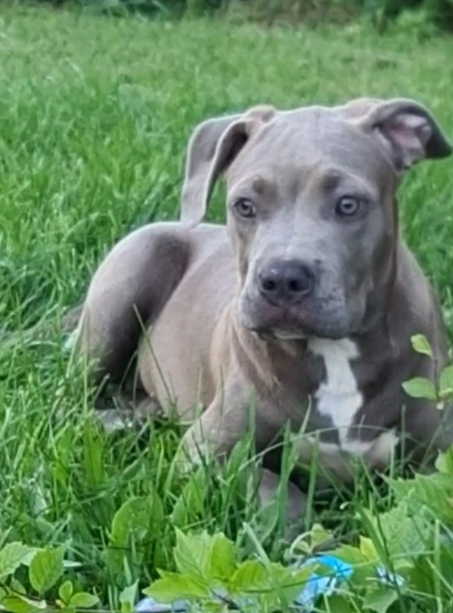 American bully XL