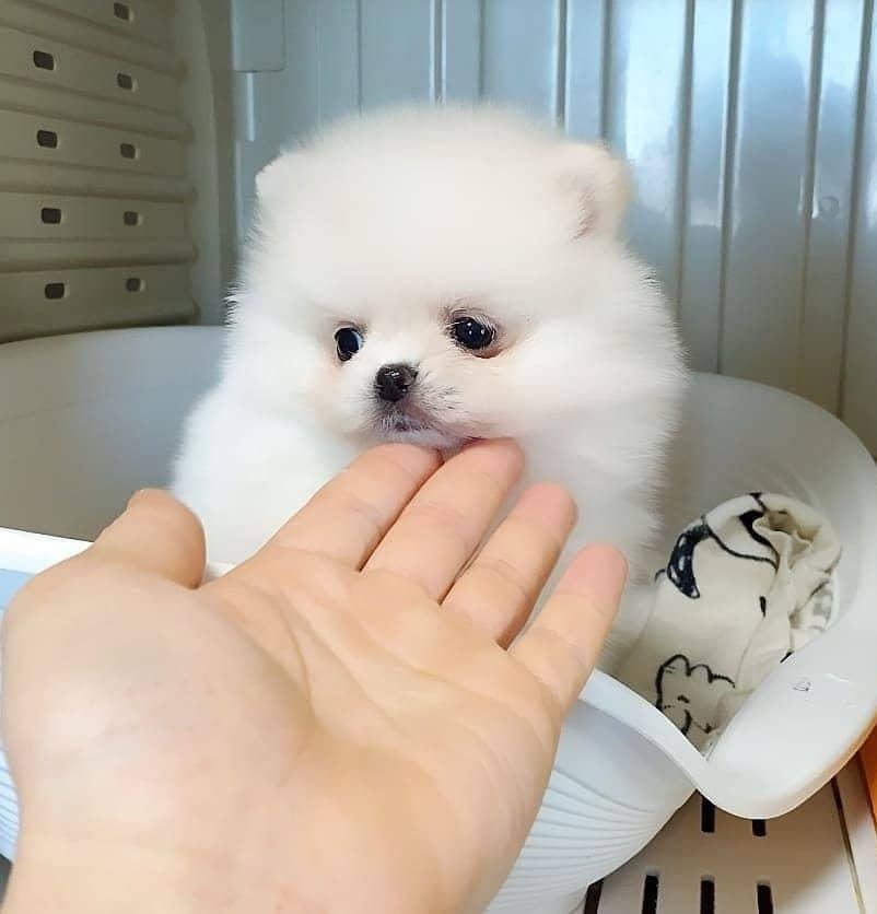 Szczenięta rasy pomeranian do adopcji.
