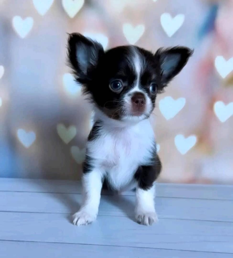 Szczenięta chihuahua szukają domu.