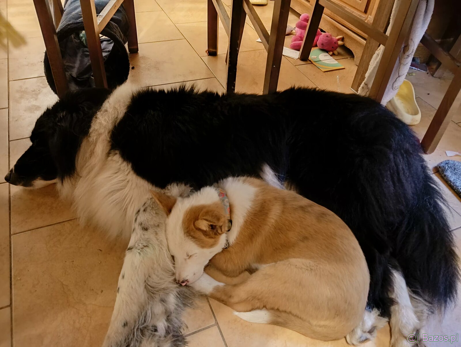 Border Collie