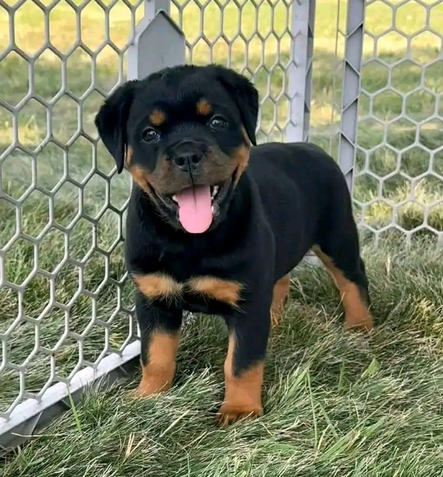 Szczenięta rasy Rottweiler do adopcji.