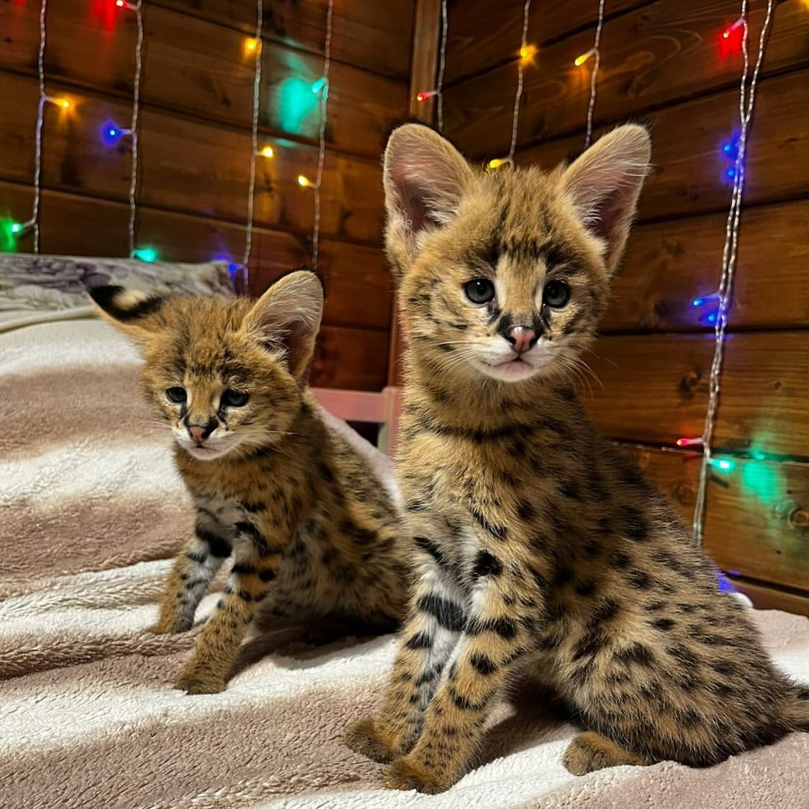 Egzotyczne kocięta afrykańskie i savannah