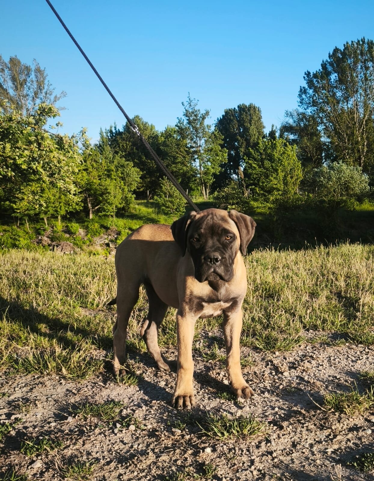Bulmastif s PP/ Bullmastif/ Bulmastiff