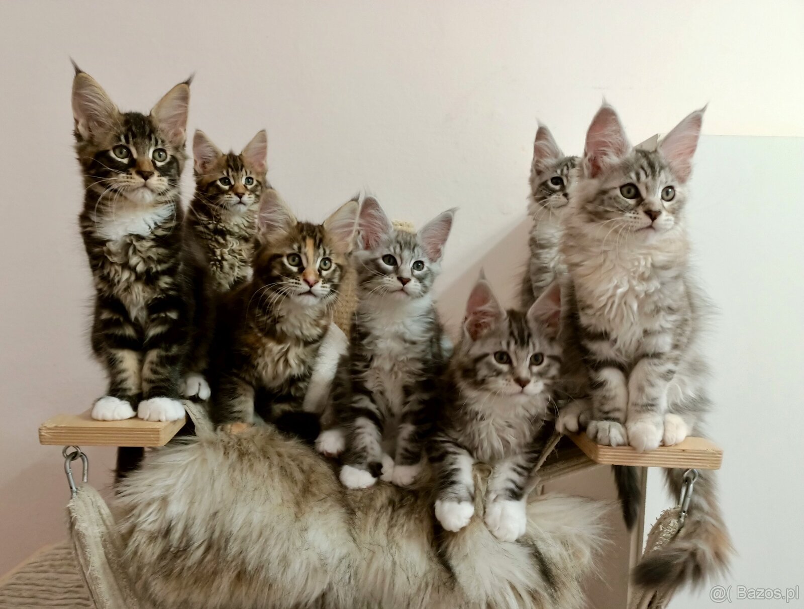 Kochane kociaczki Maine coon