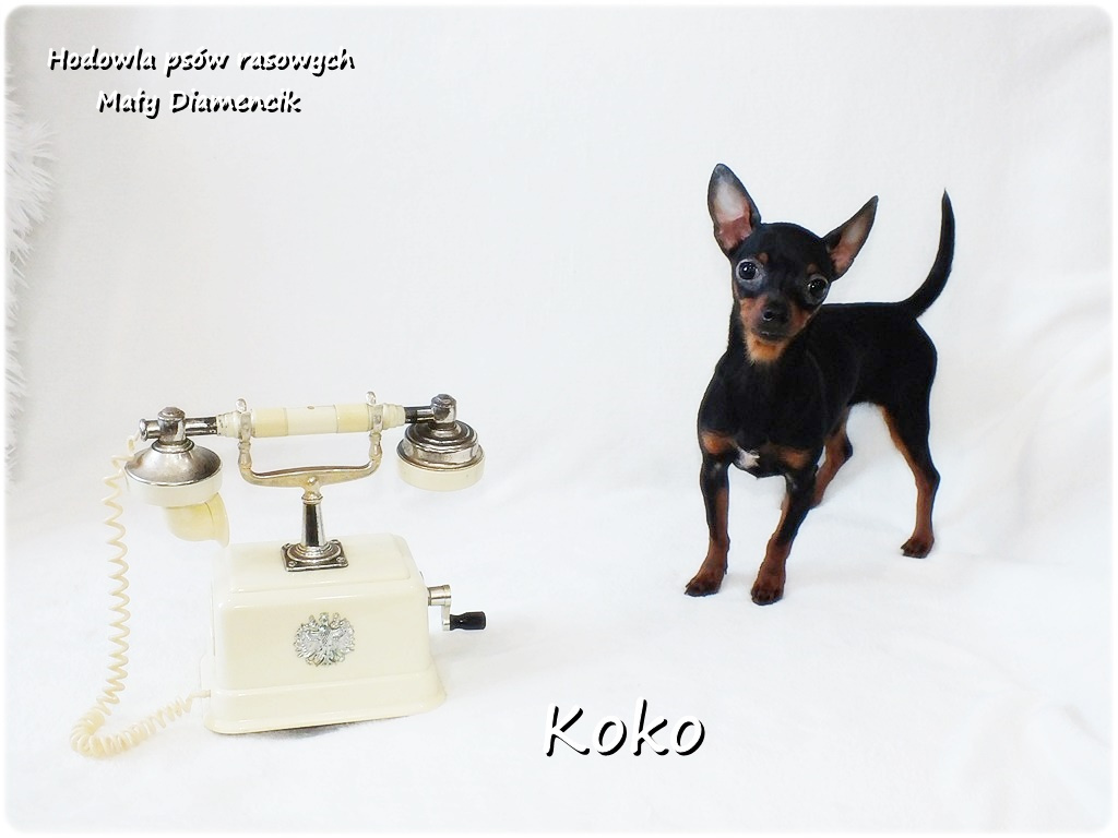 Ultra MINI Sunia KOKO Pinczer miniaturowy ( Ratlerek )