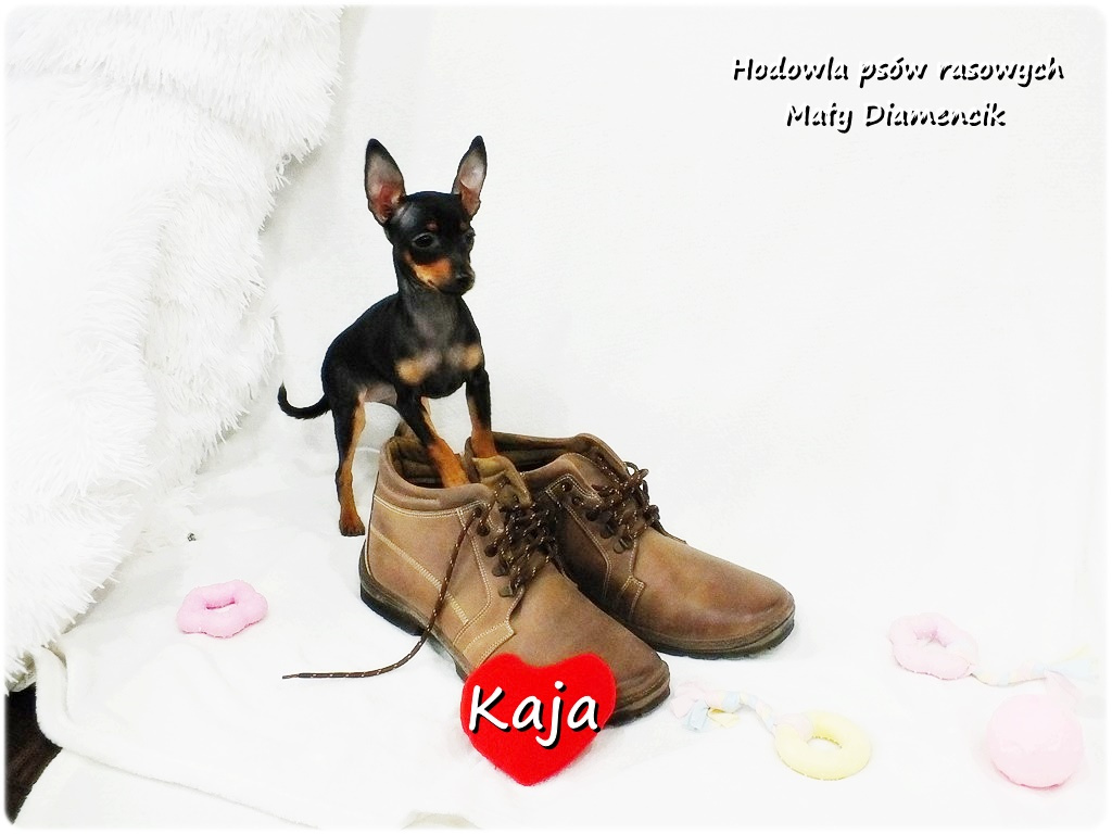 Pinczer miniaturowy (Ratlerek) Suczka KAJA z Rodowodem i Wyp