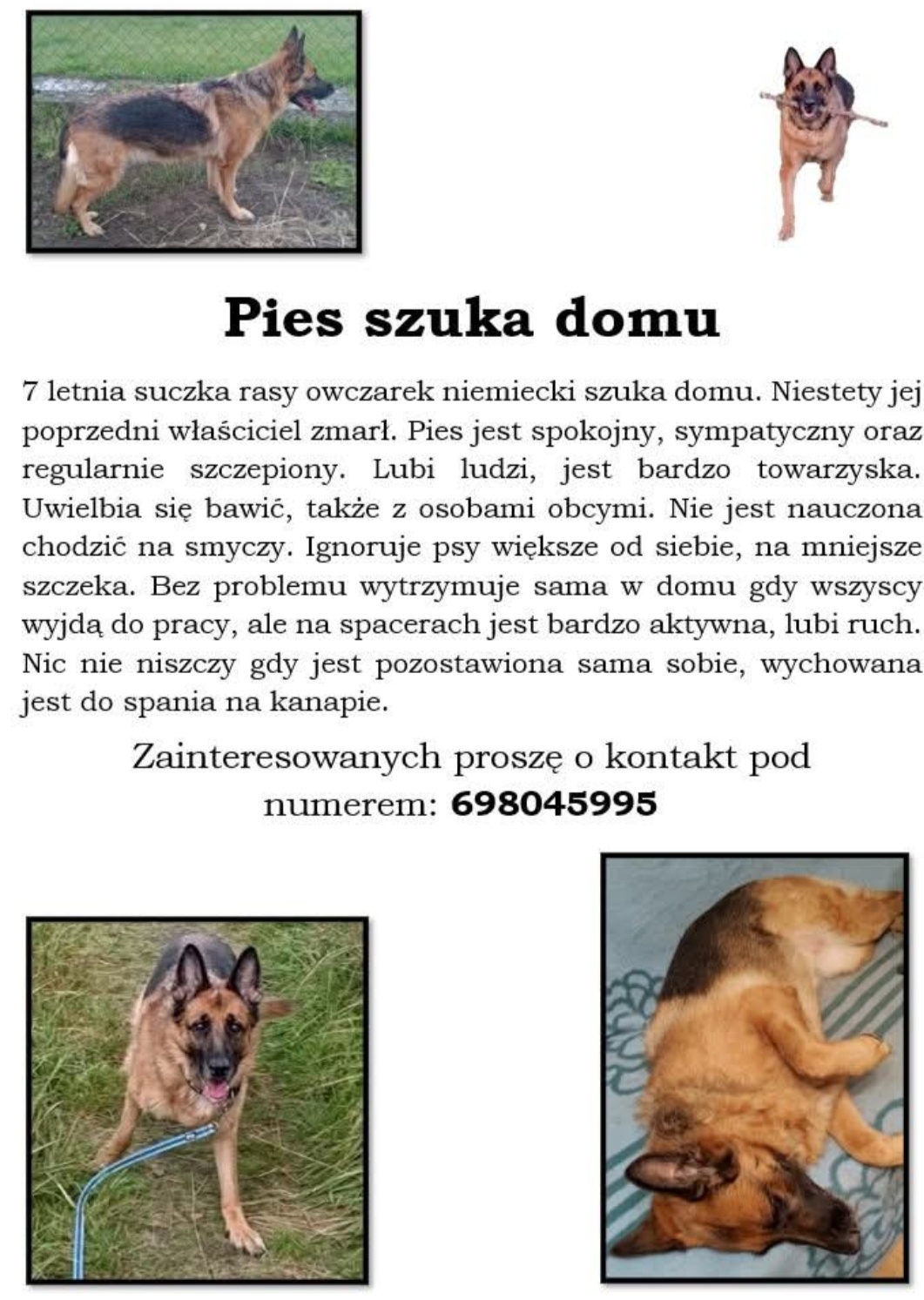 Owczarek niemiecki szuka domu