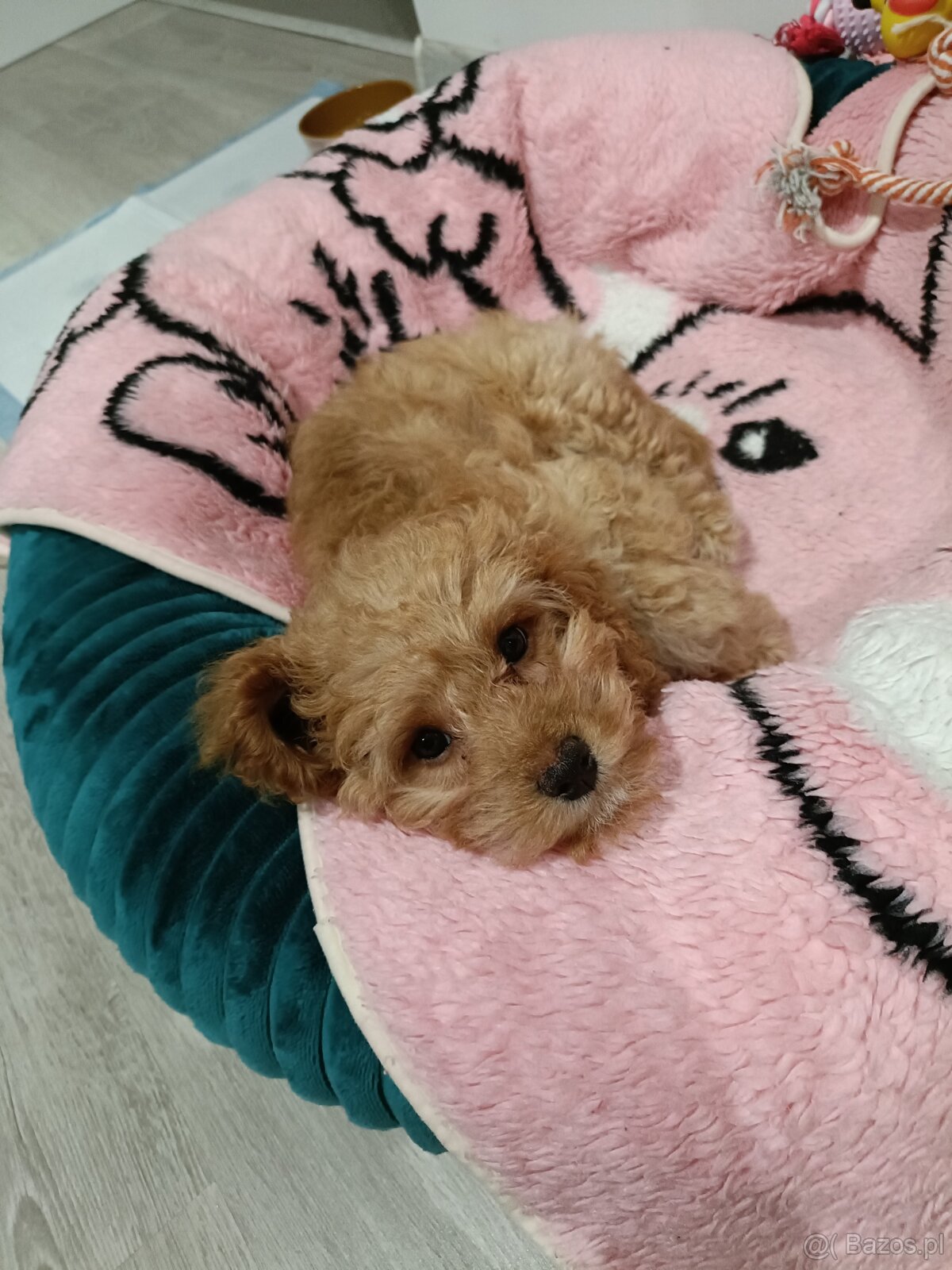 Sunia cavapoo
