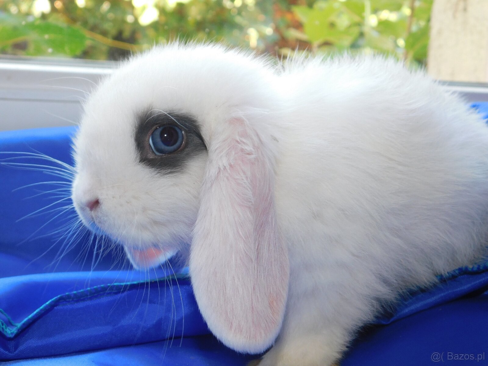 Białe króliki mini lop