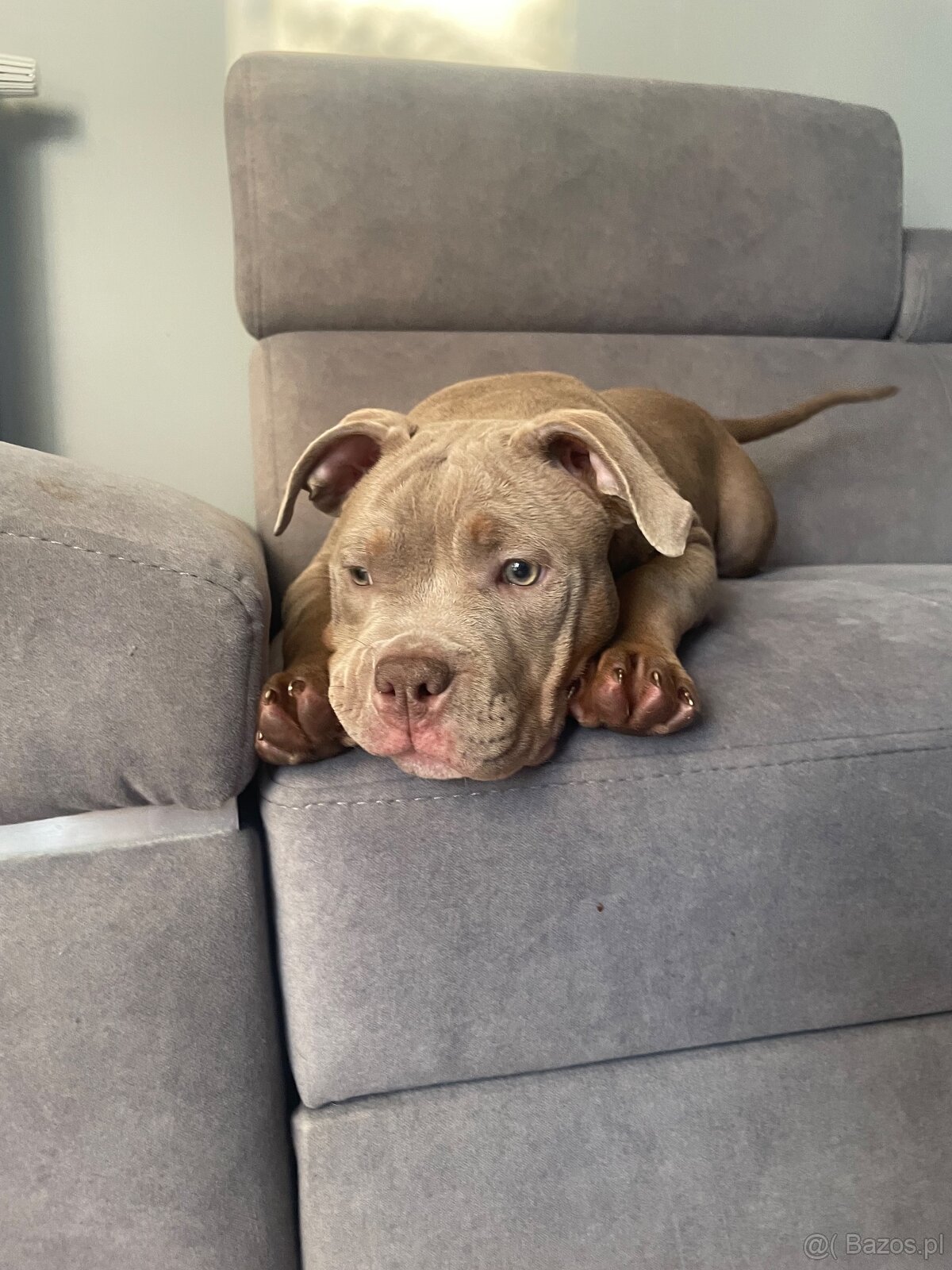 Suczka american bully pocket pies samica abck