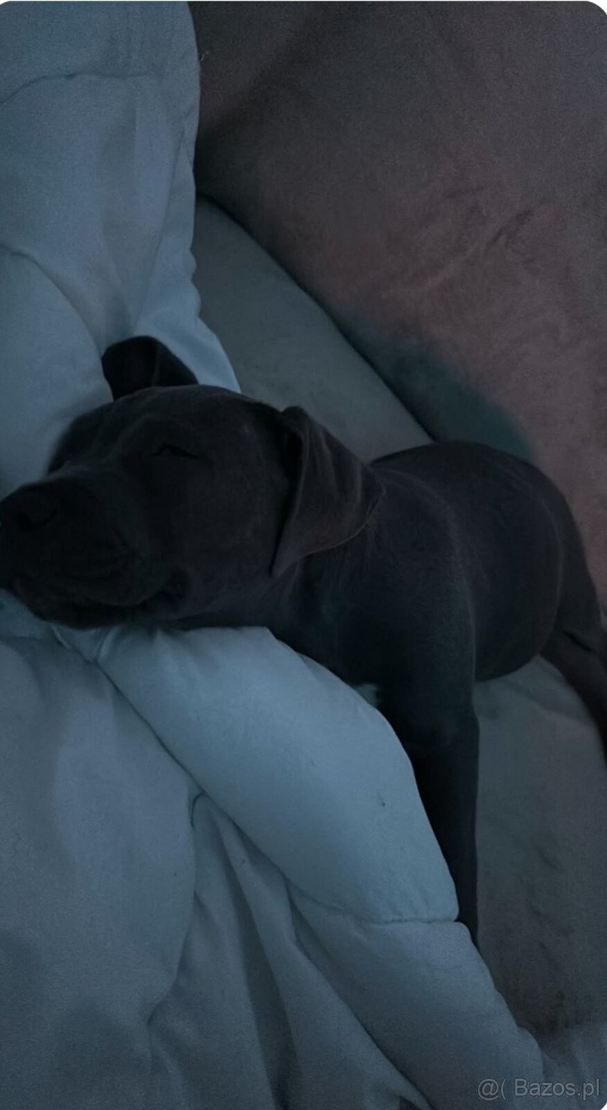 Sprzedam American Staffy Bull Pit szczeniak