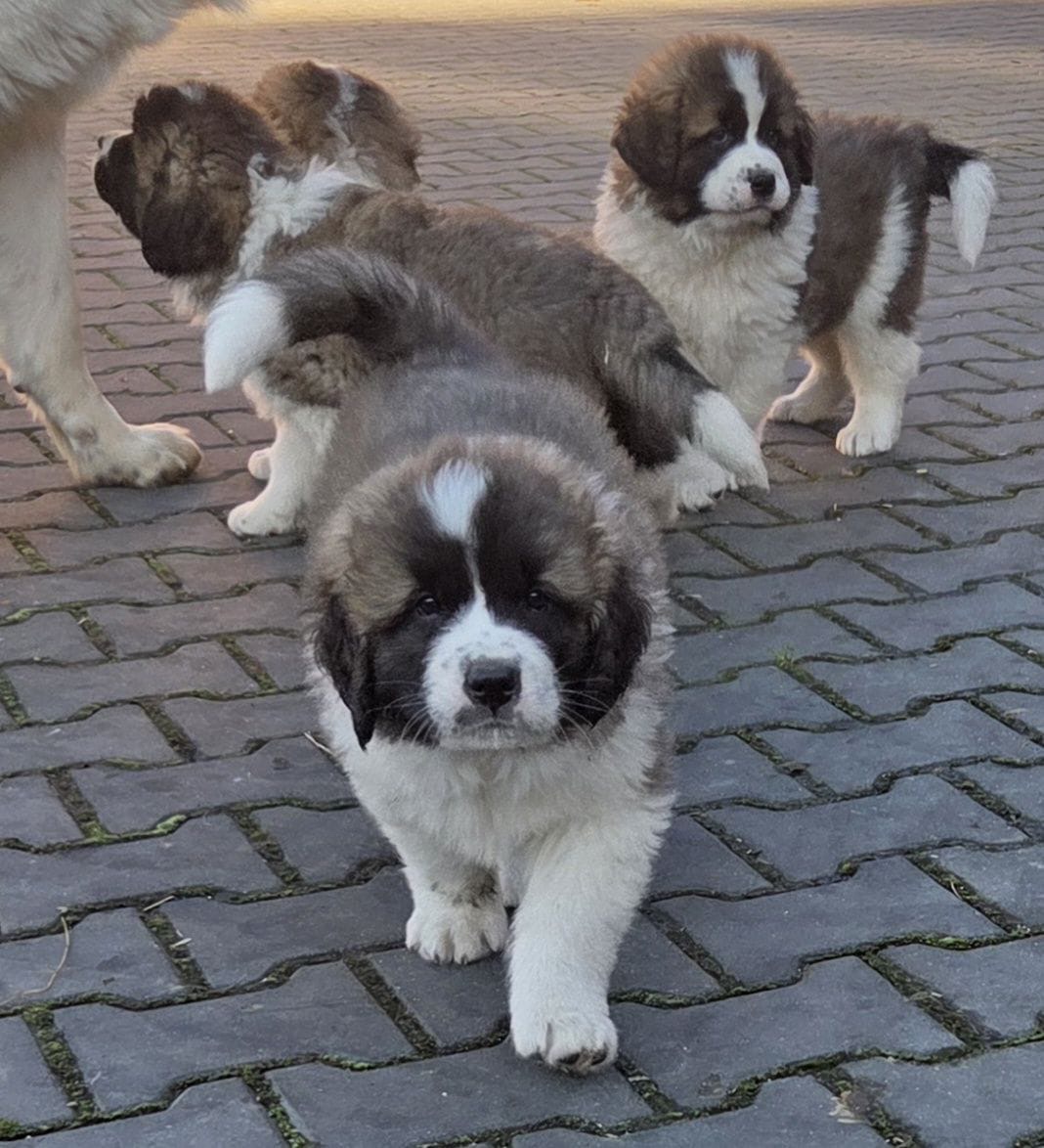 Moskiewski Pies Strozujacy