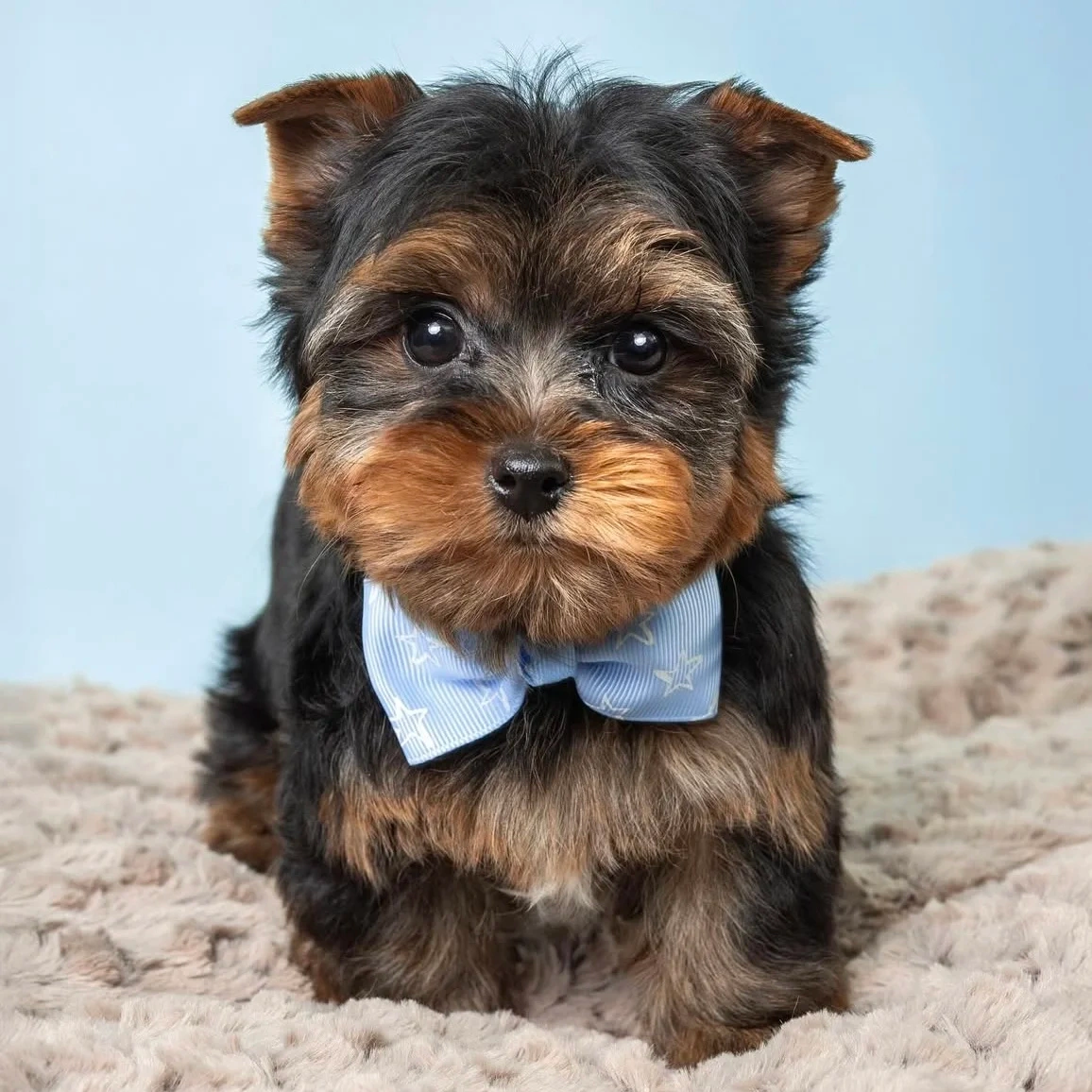 Urocze szczenięta rasy yorkshire terrier