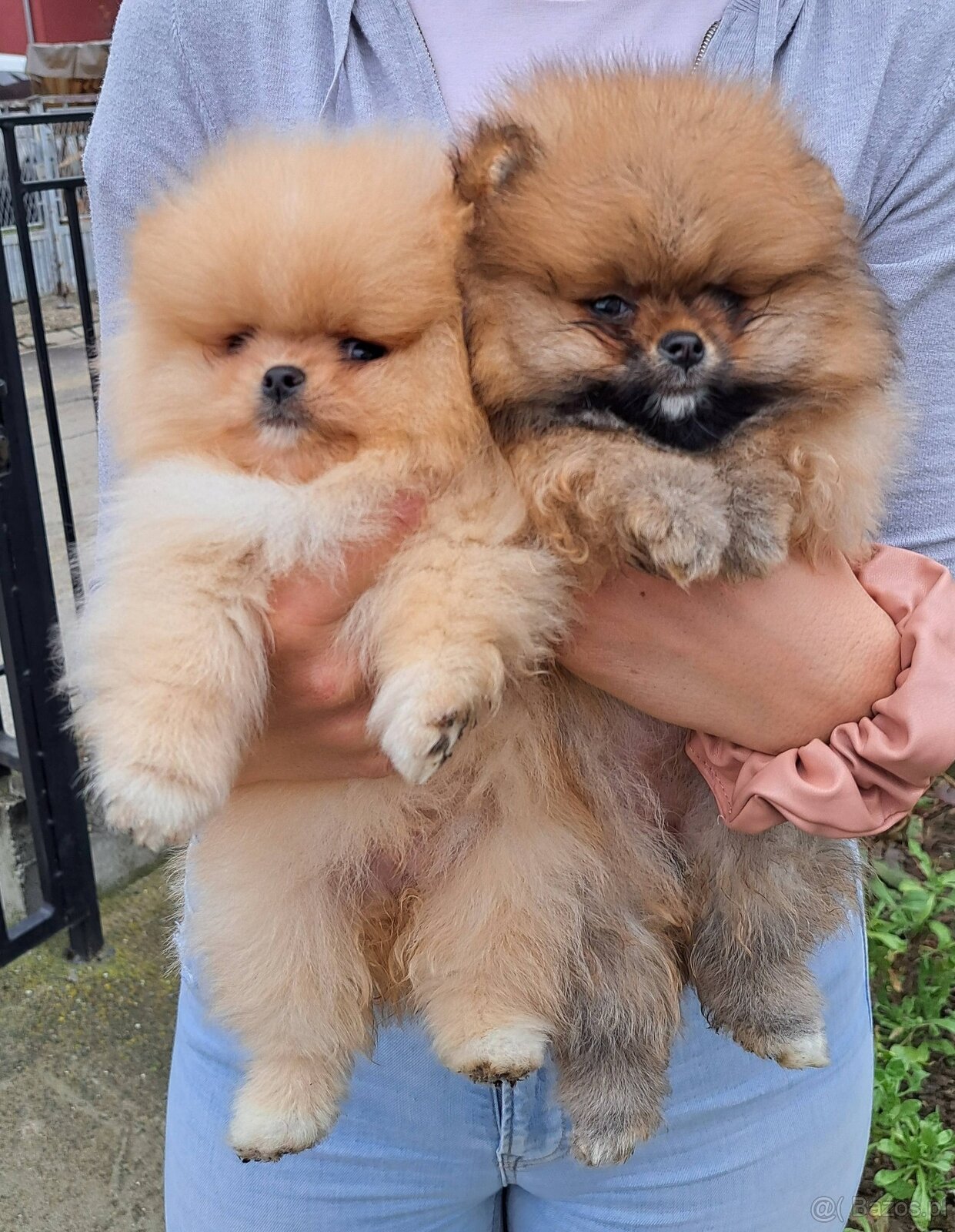 Piękne szczenięta rasy pomeranian Tea-Cup.