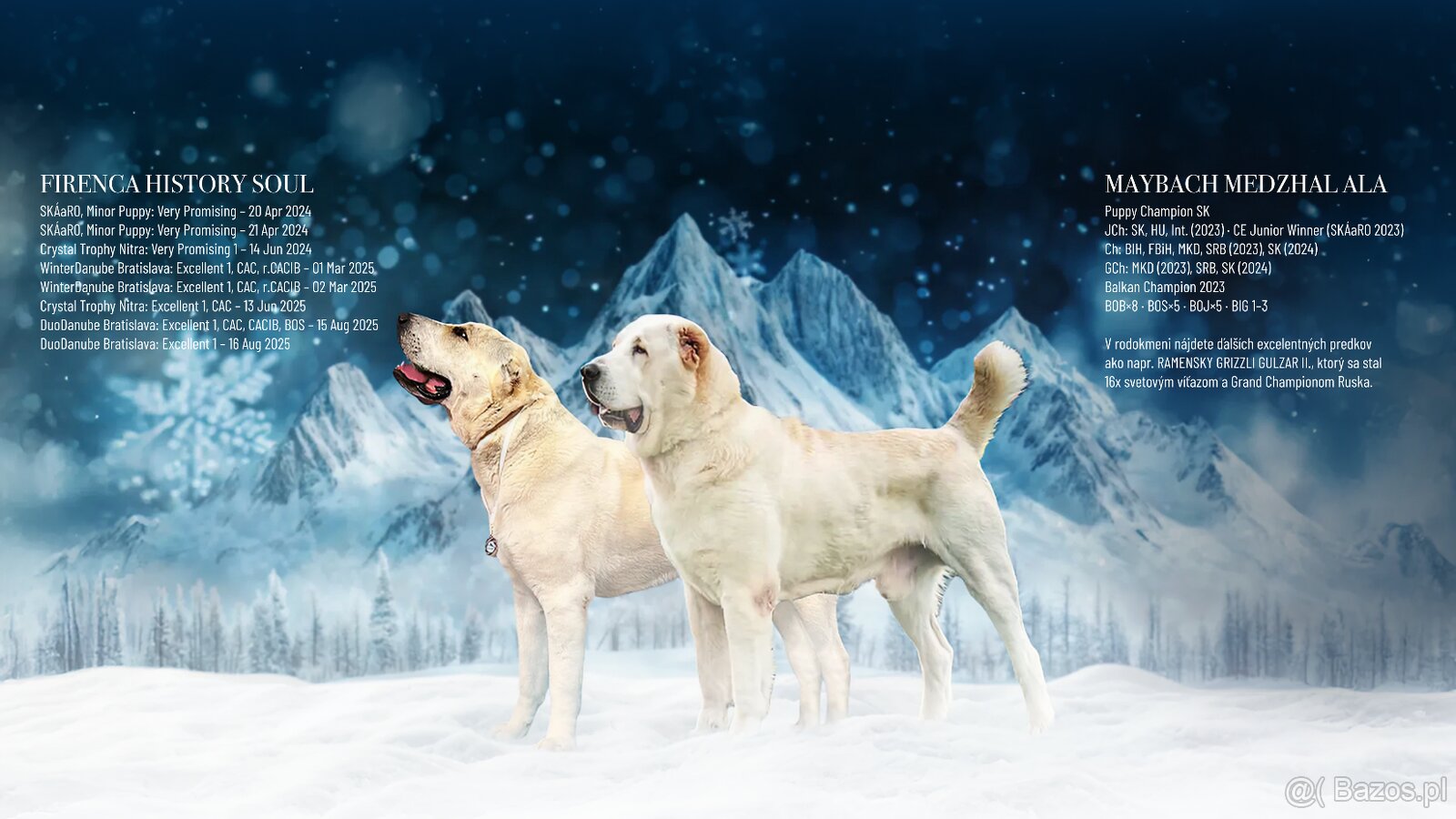 Owczarek środkowoazjatycki