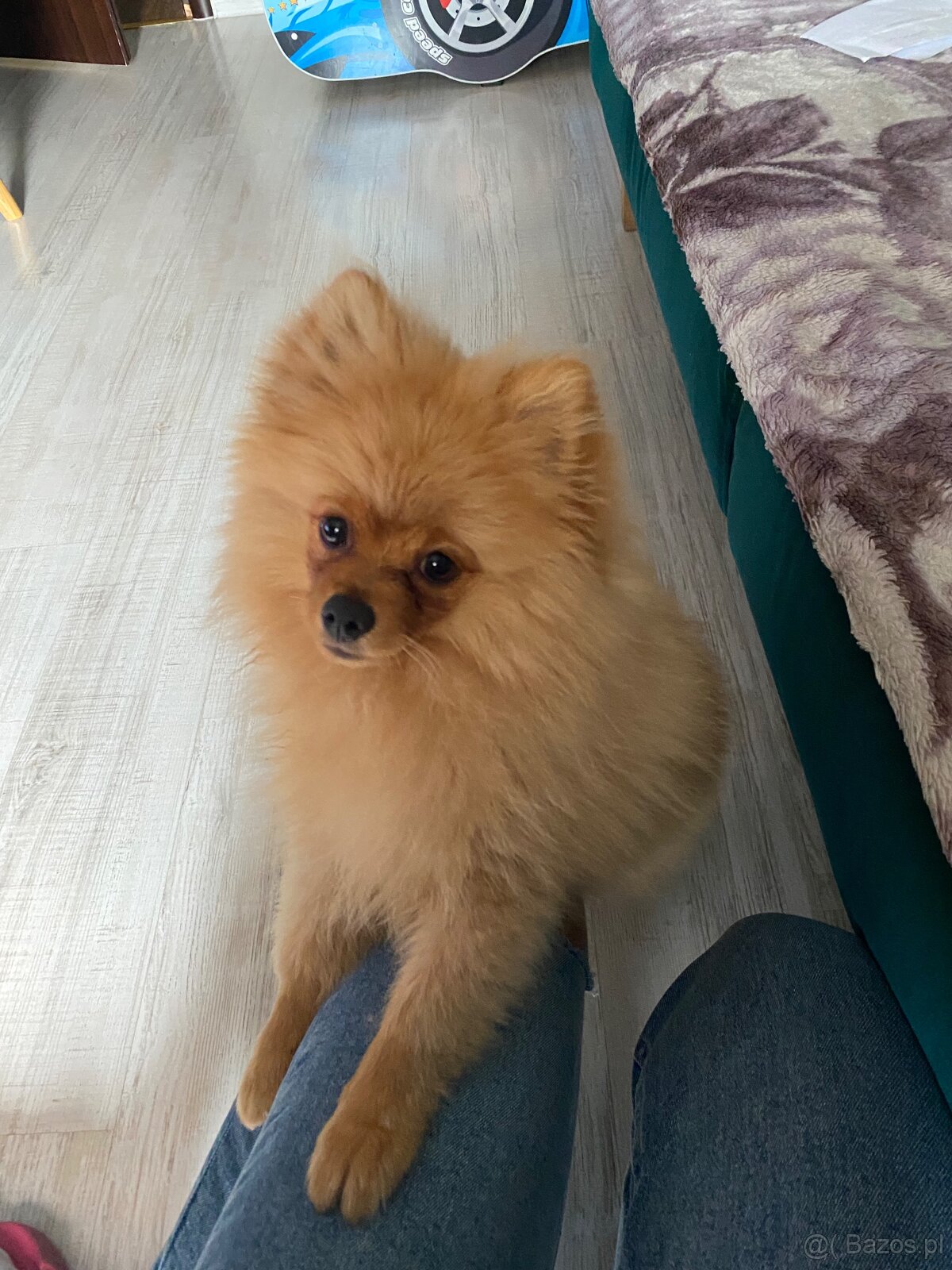 Szpic pomeranian