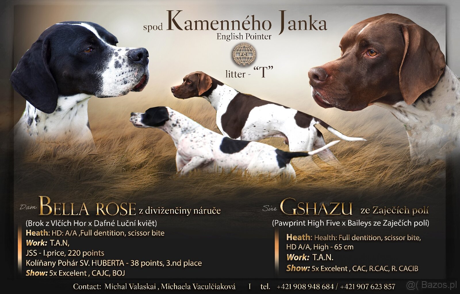 English Pointer