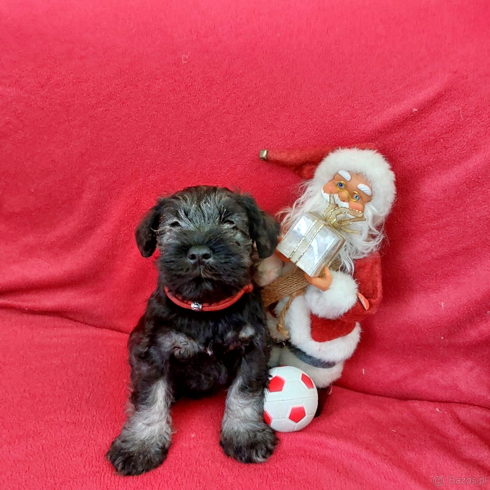 Schnauzer miniaturny p+s