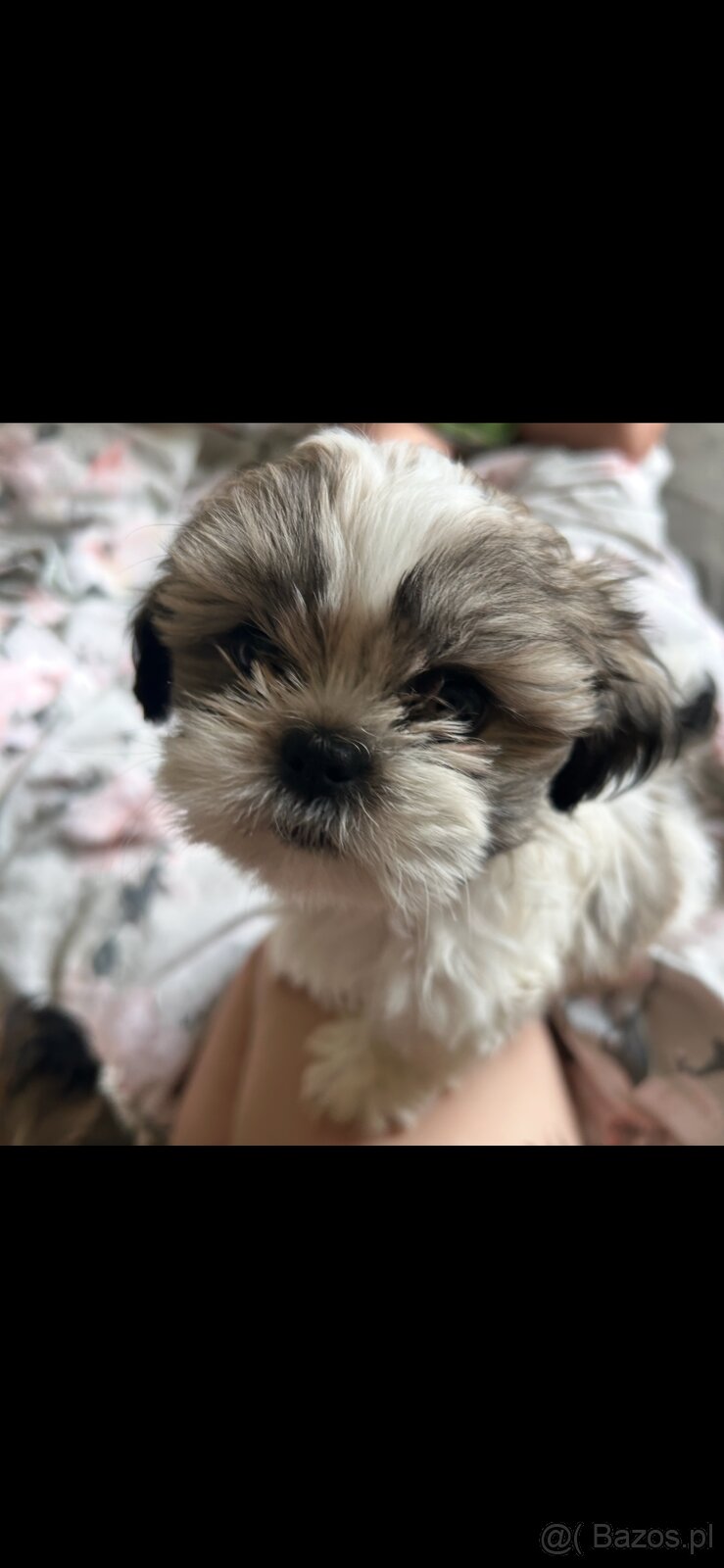 Szczenięta Shih tzu